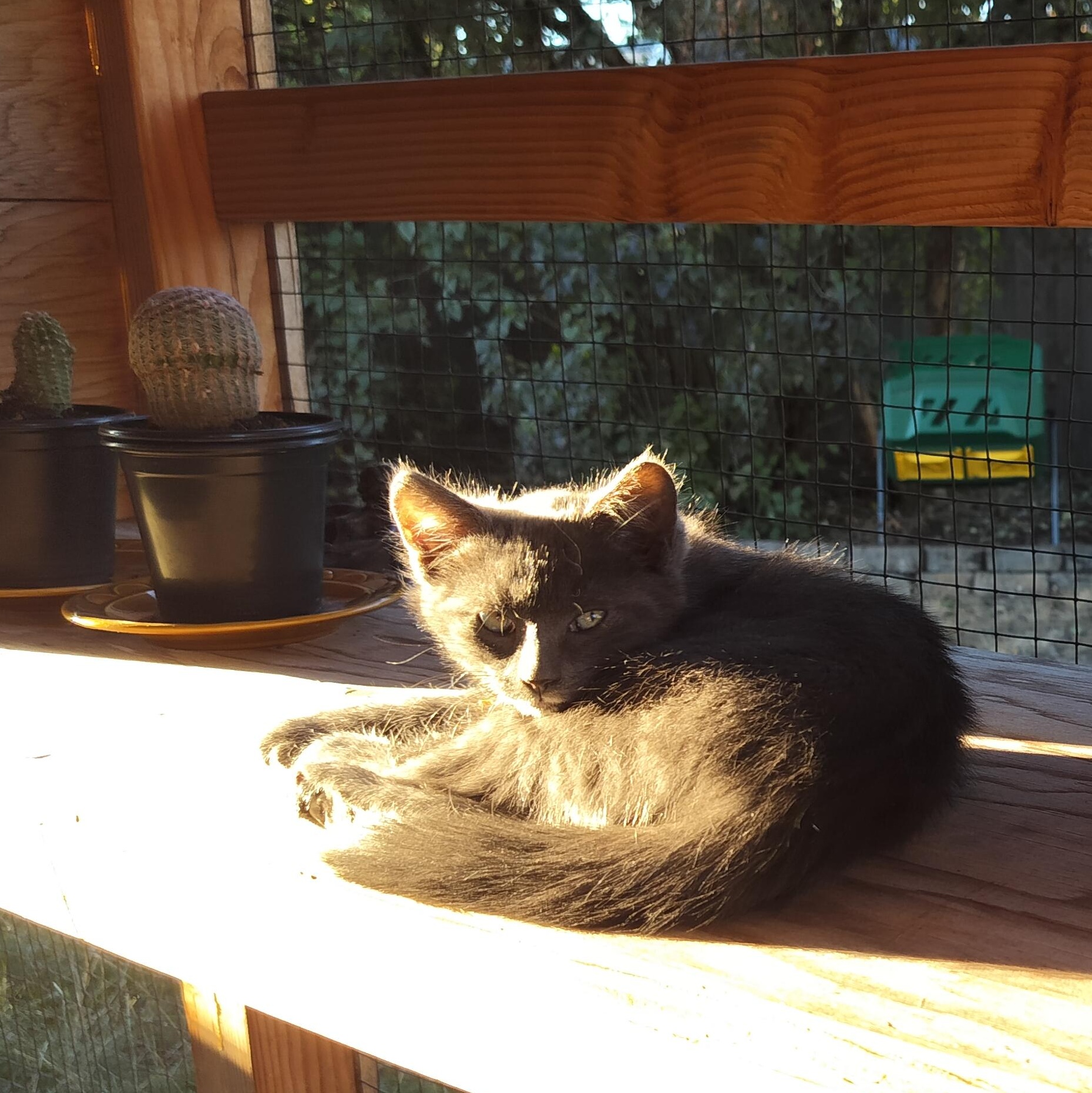 Curses- fearless and playful! See video, a Adoptable Domestic Short Hair in Portland, OR image 3/5