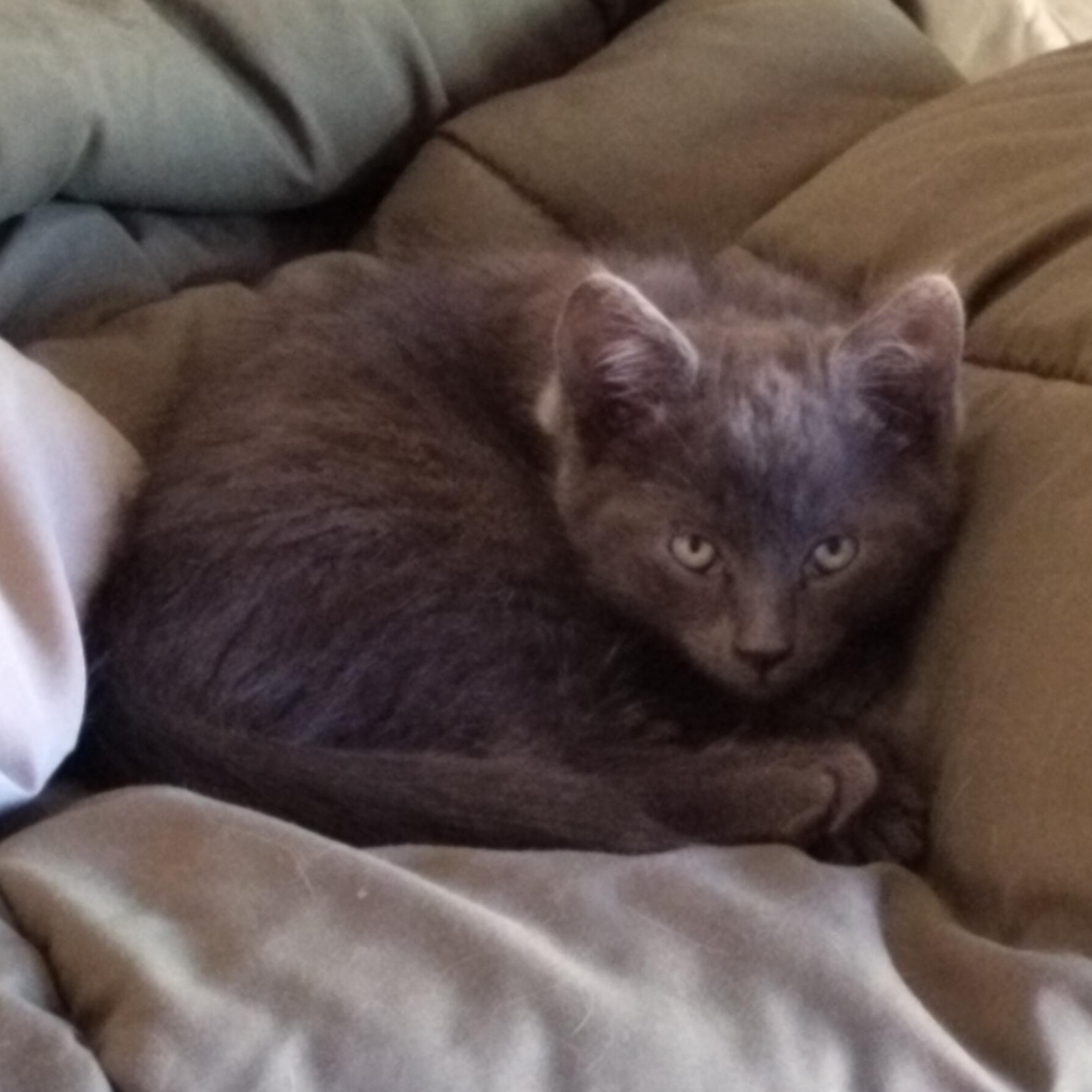 Curses- fearless and playful!  See video, Adoptable, Kitten Male Domestic Short Hair.