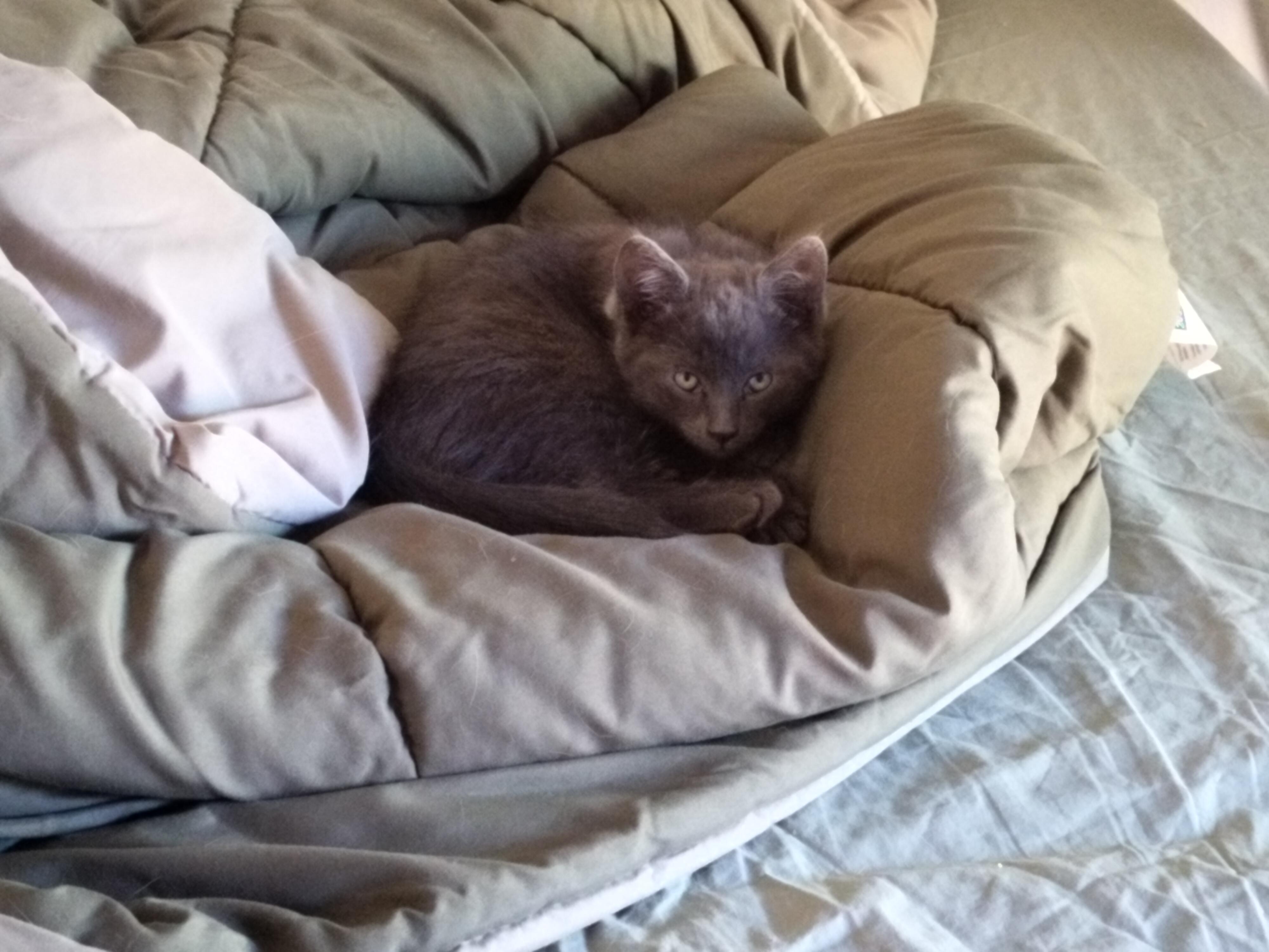 Curses- fearless and playful!  See video