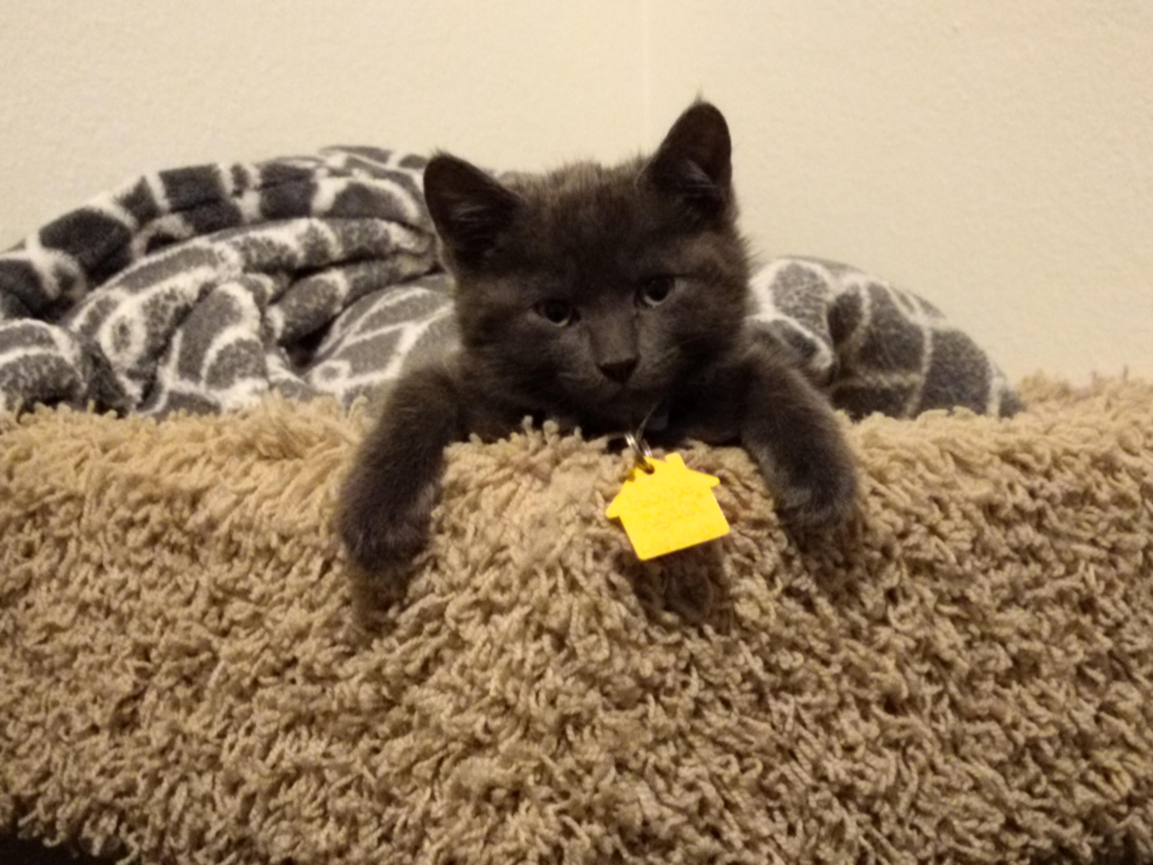 Curses- fearless and playful!  See video