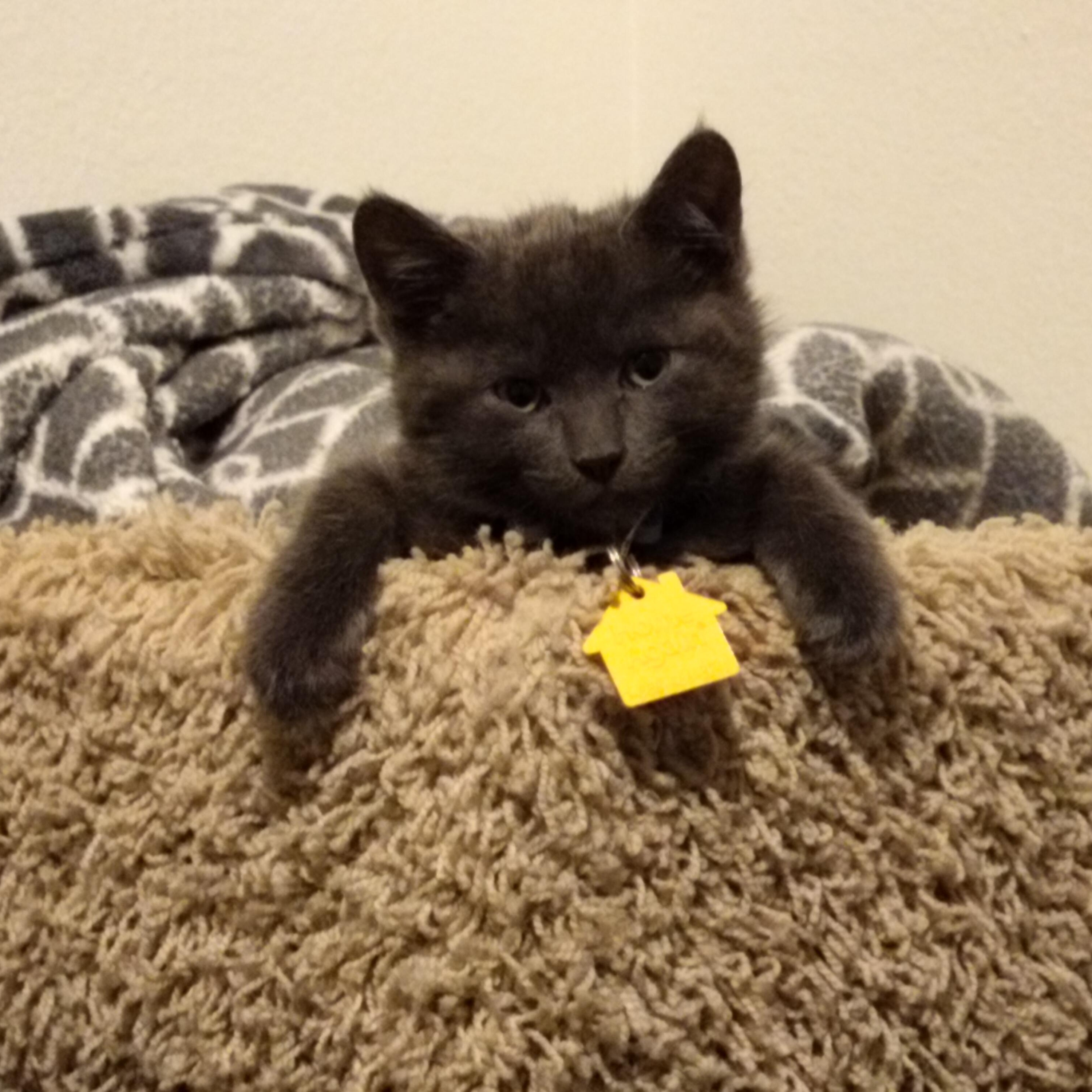 Curses- fearless and playful! See video, a Adoptable Domestic Short Hair in Portland, OR image 2/5