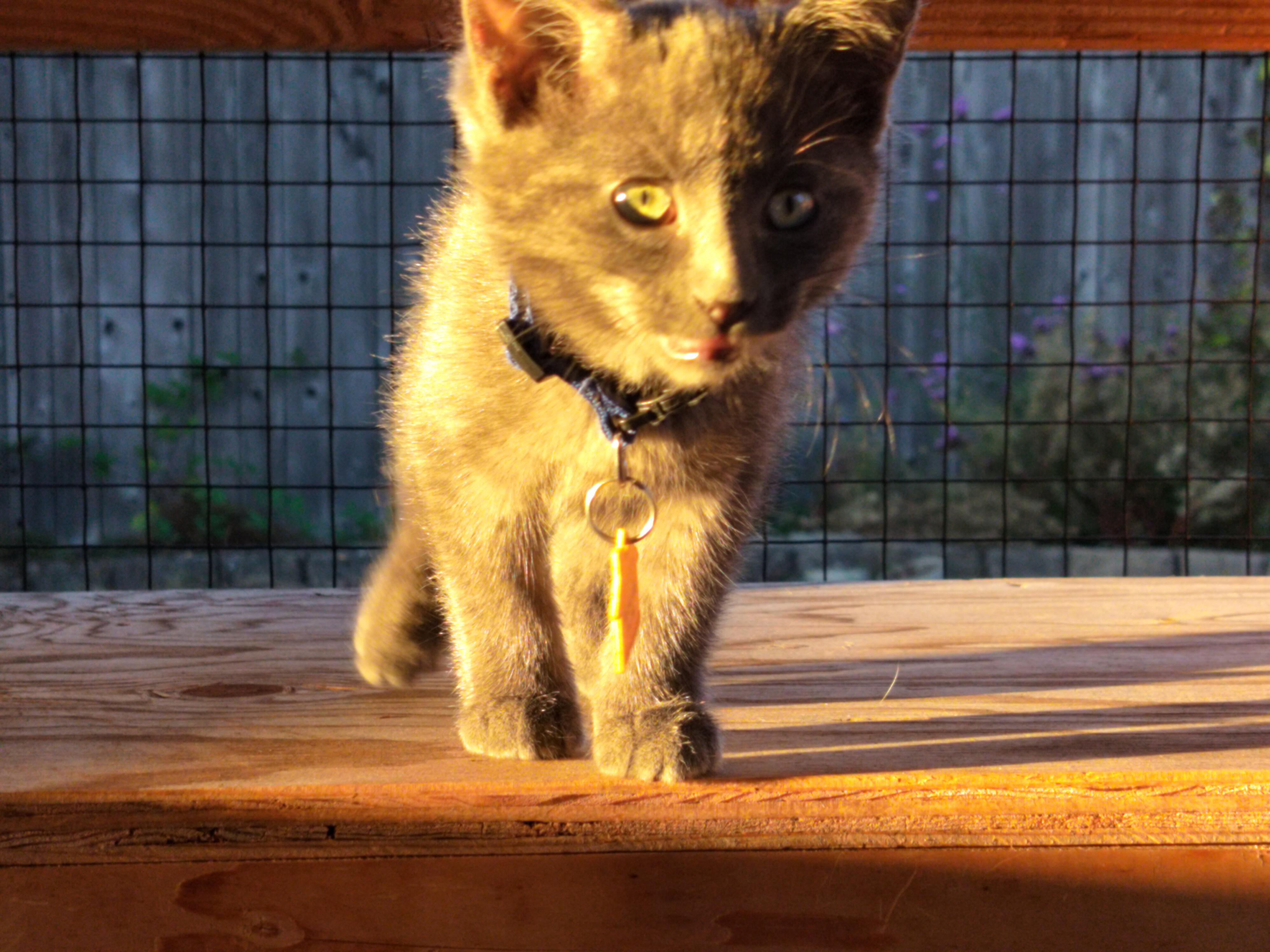 Curses- fearless and playful!  See video