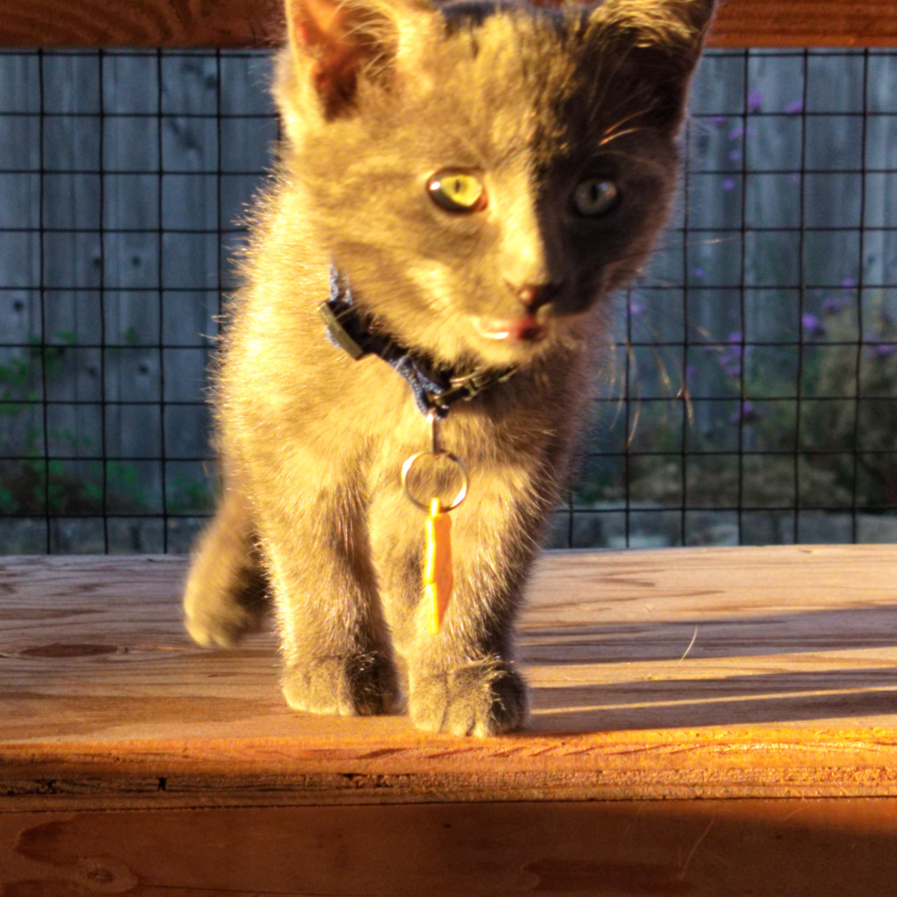 Curses- fearless and playful! See video, a Adoptable Domestic Short Hair in Portland, OR image 4/5