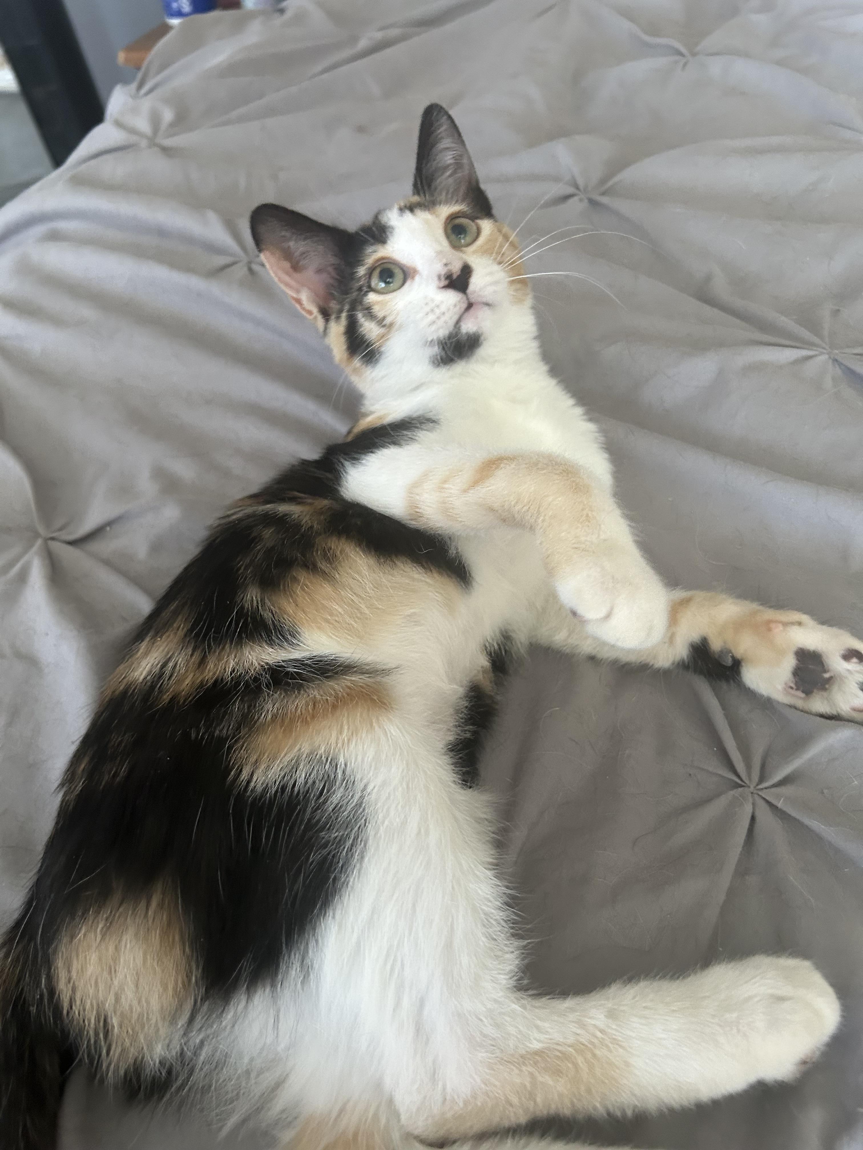 CALLIE