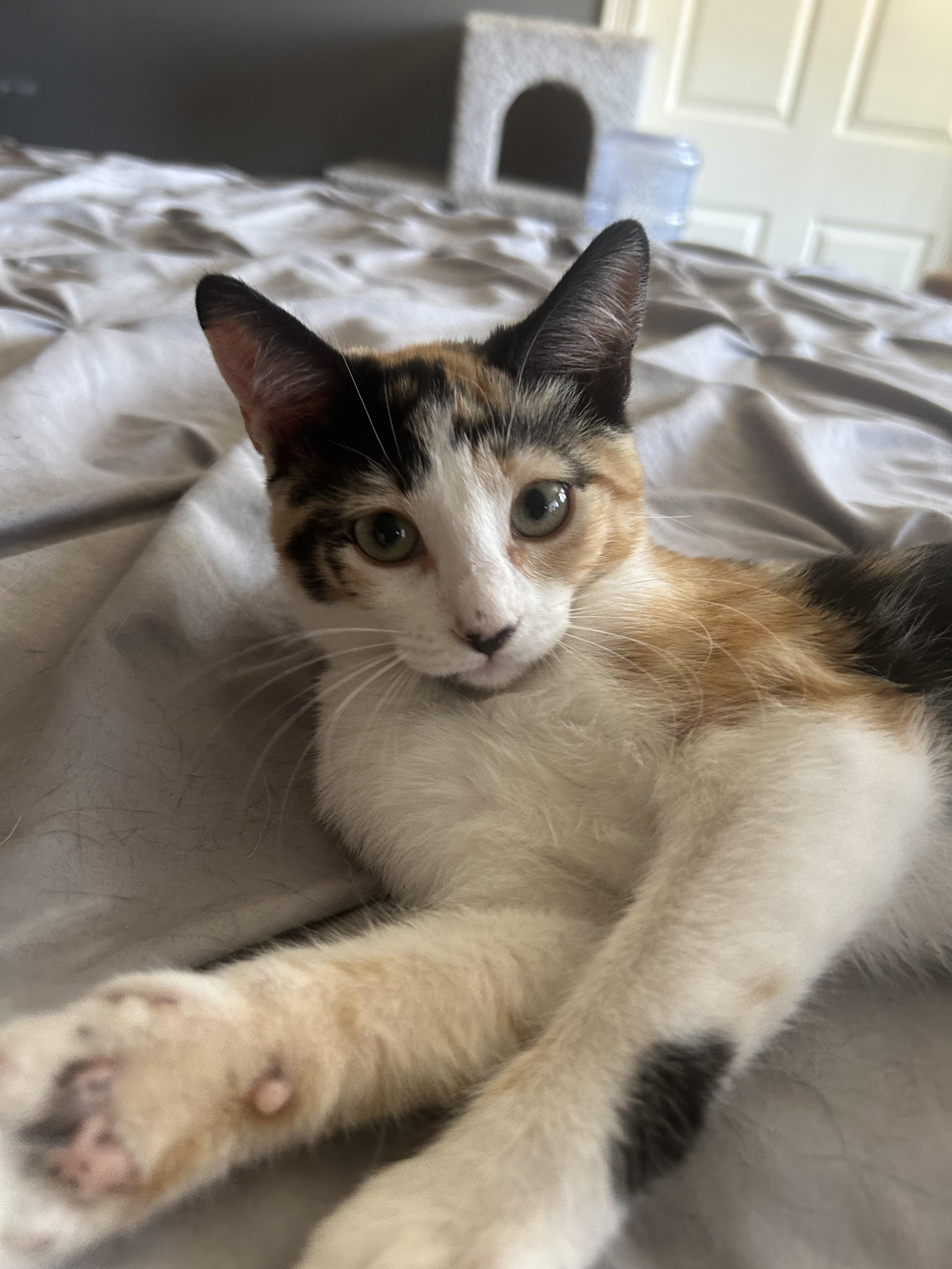 CALLIE