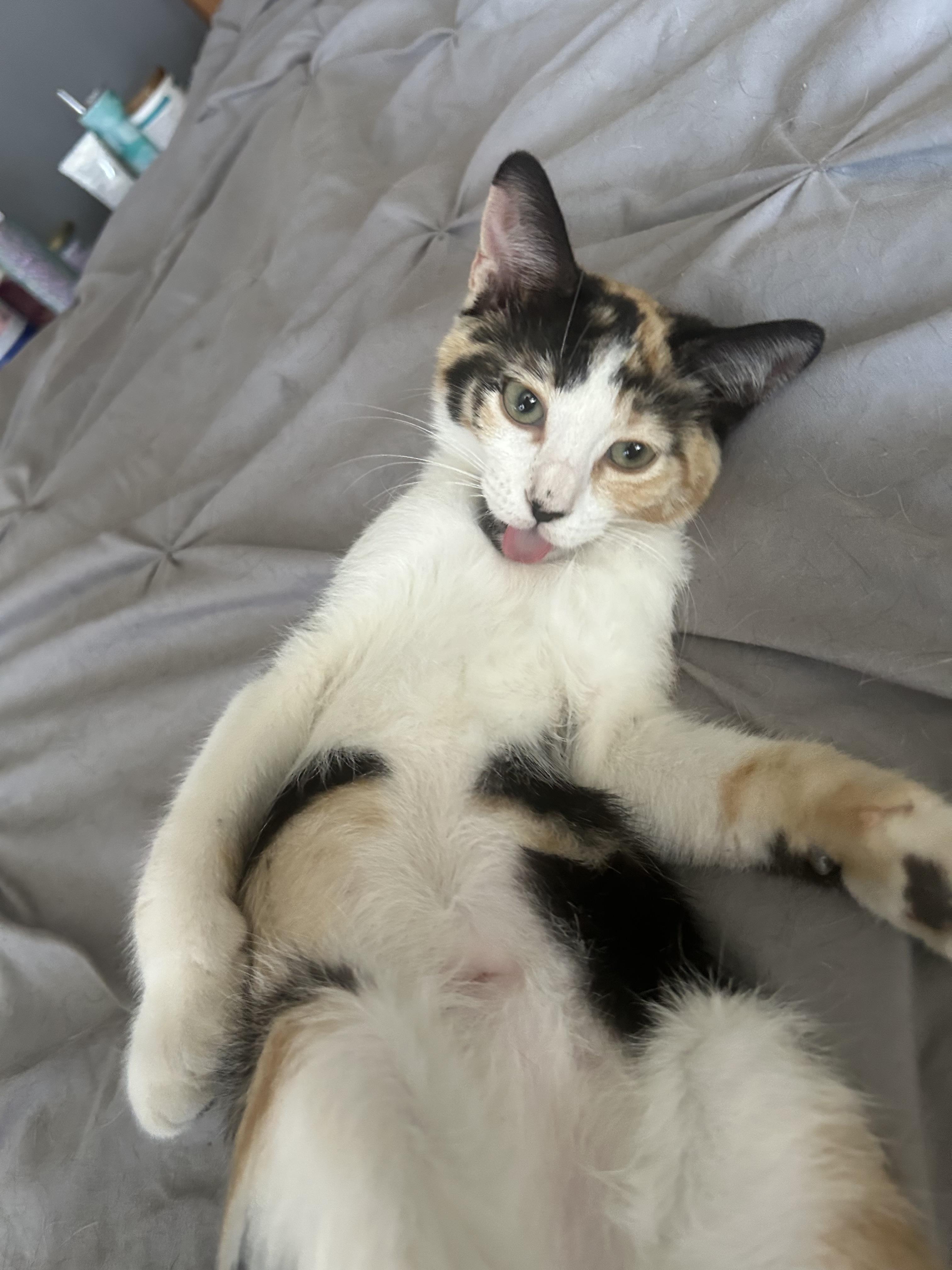 CALLIE