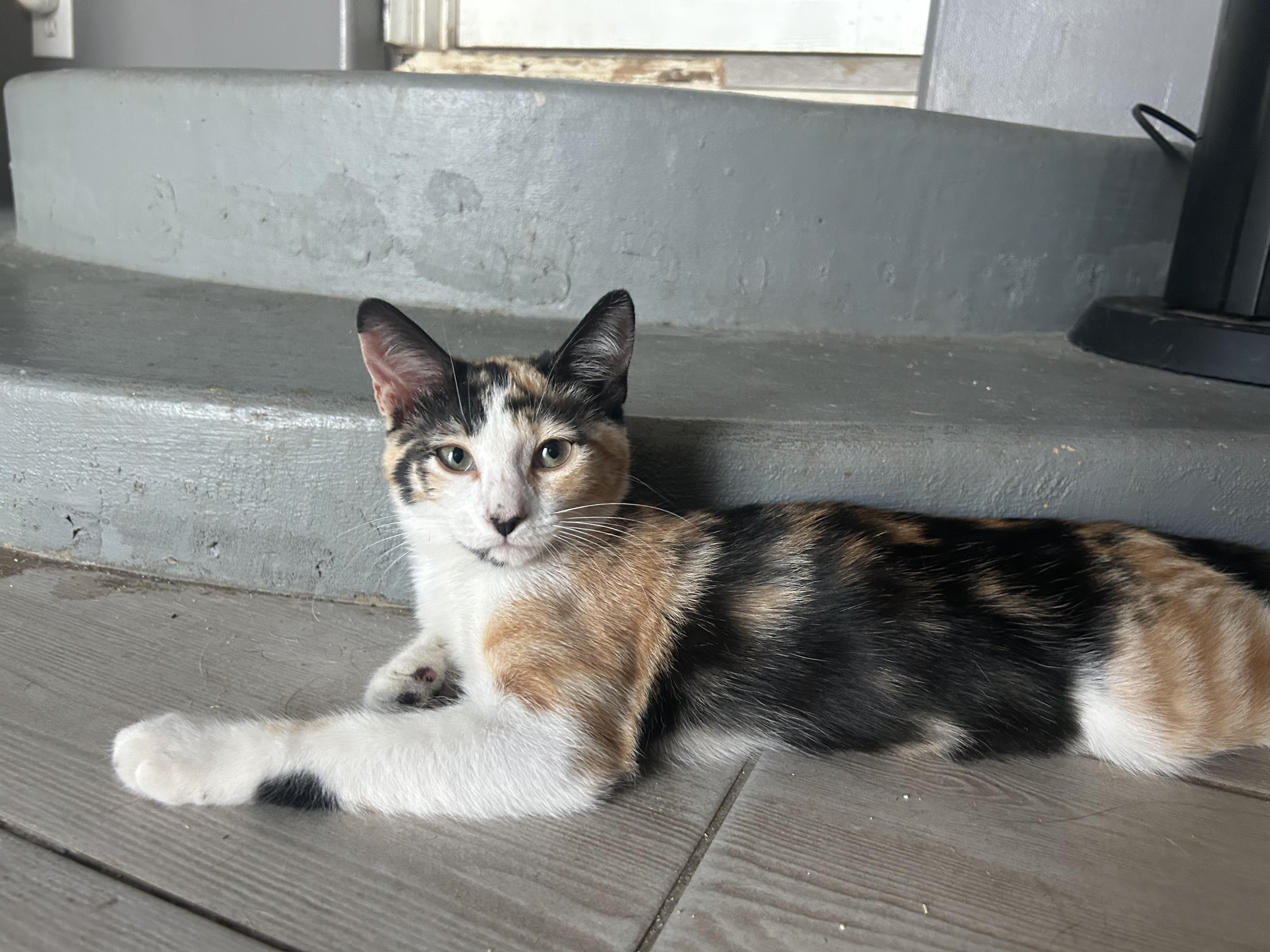 CALLIE