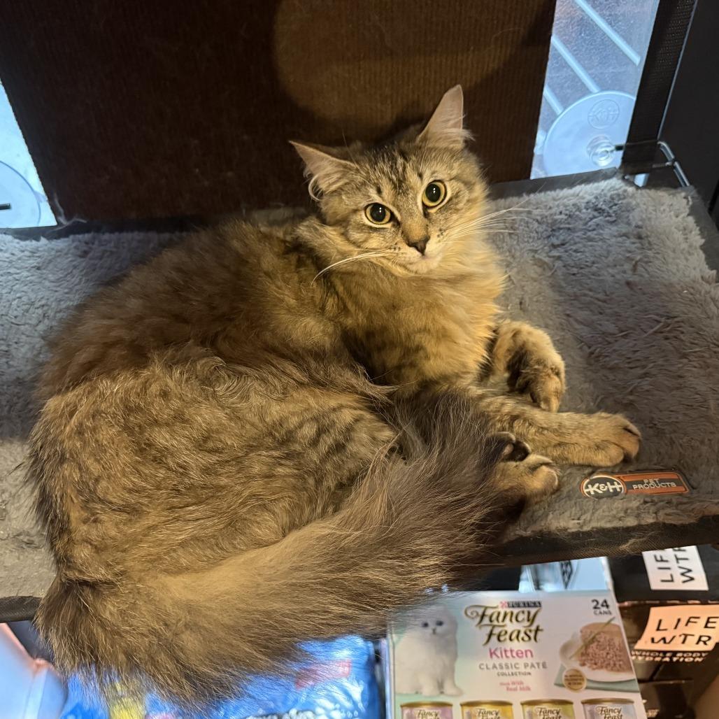 Tartufo, Adoptable, Young Male Domestic Medium Hair.