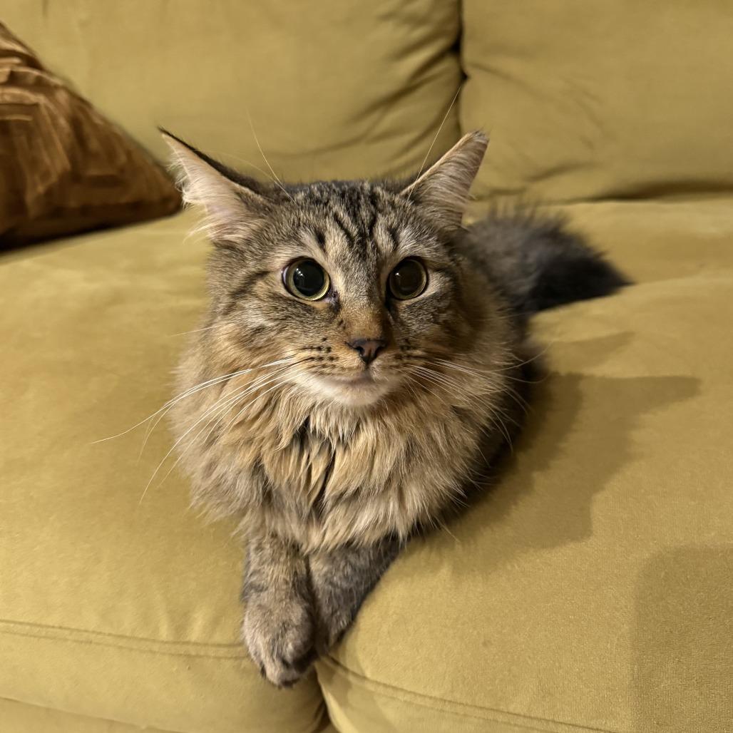 Enlarge Tartufo, a Adoptable Domestic Medium Hair in Forest Hills, NY image 3/6