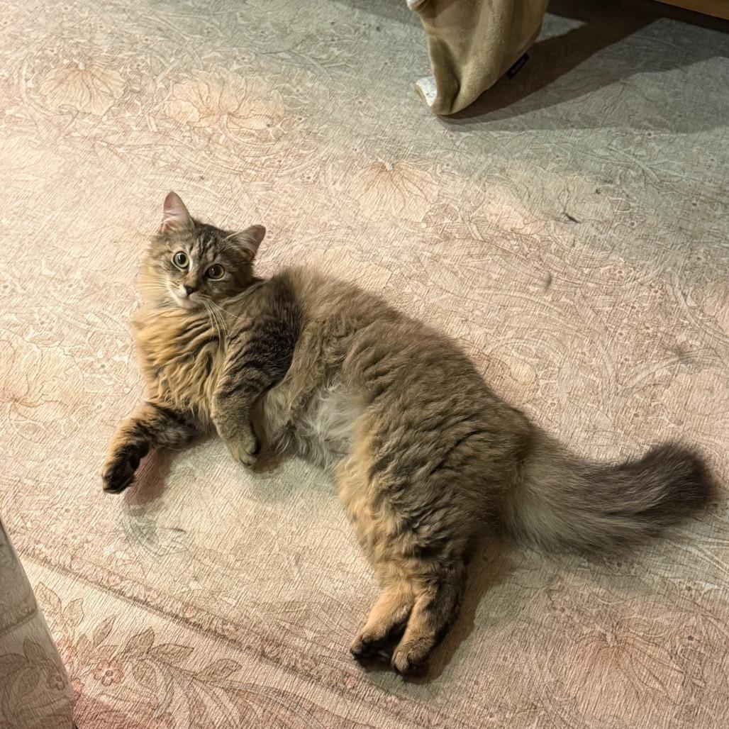 Tartufo, Adoptable, Young Male Domestic Medium Hair.