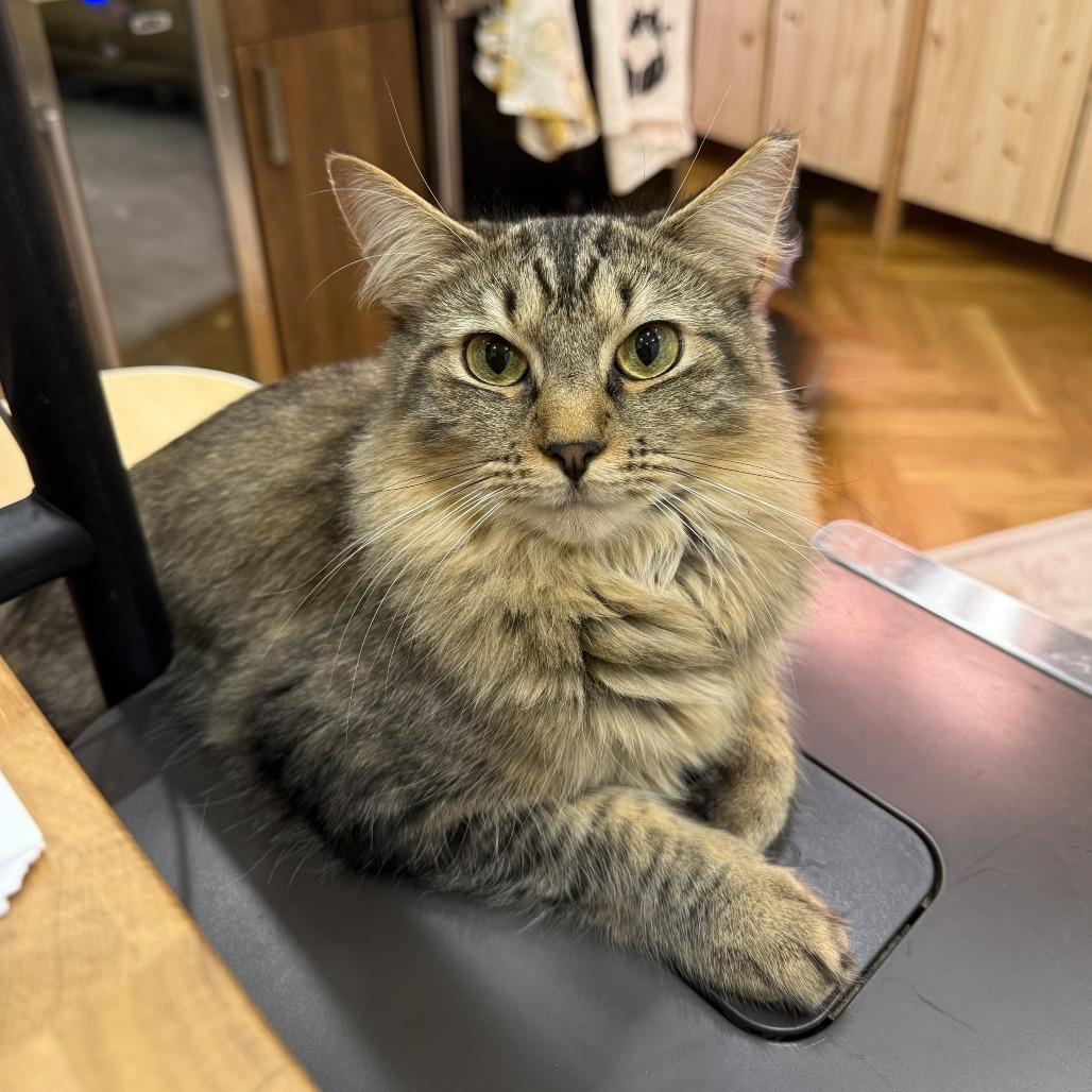 Enlarge Tartufo, a Adoptable Domestic Medium Hair in Forest Hills, NY image 5/6