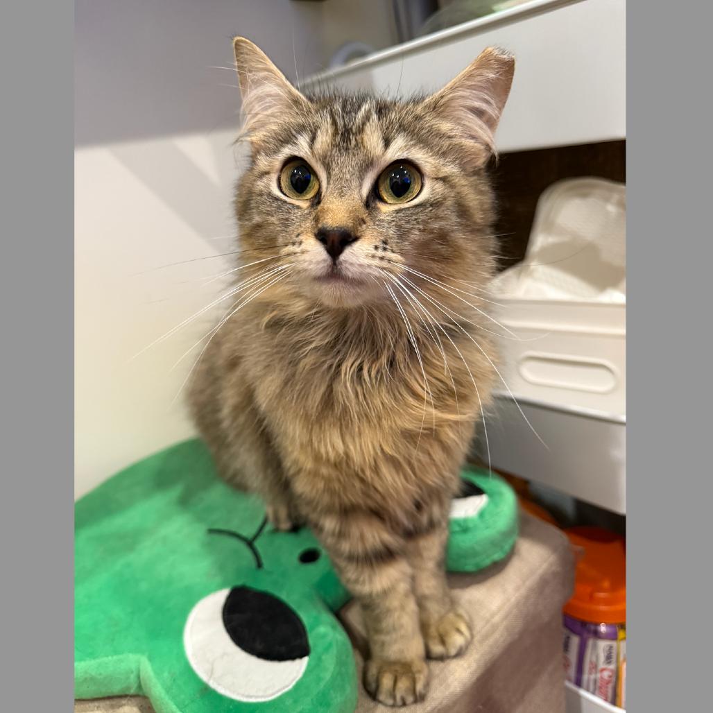 Tartufo, a Adoptable Domestic Medium Hair in Forest Hills, NY image 4/6