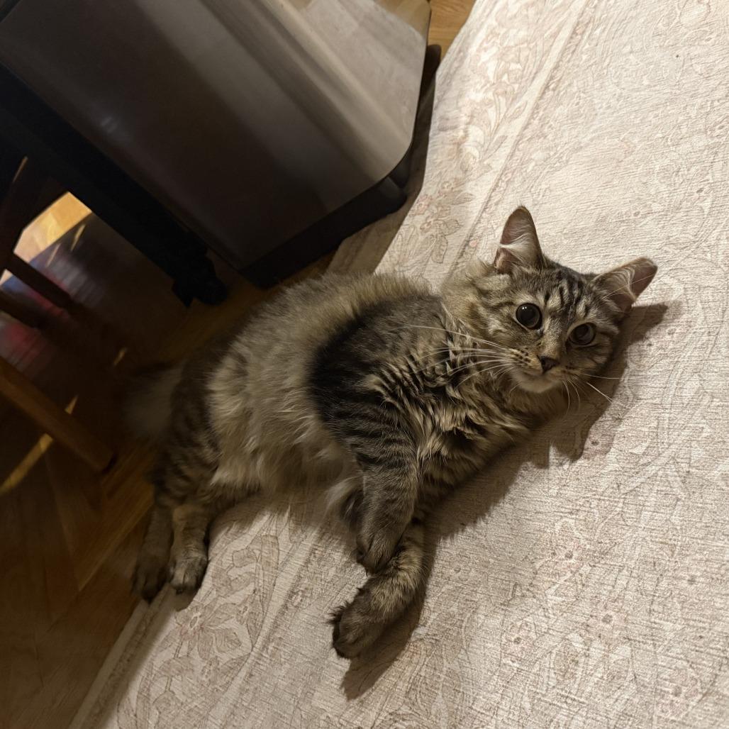 Tartufo, a Adoptable Domestic Medium Hair in Forest Hills, NY image 6/6