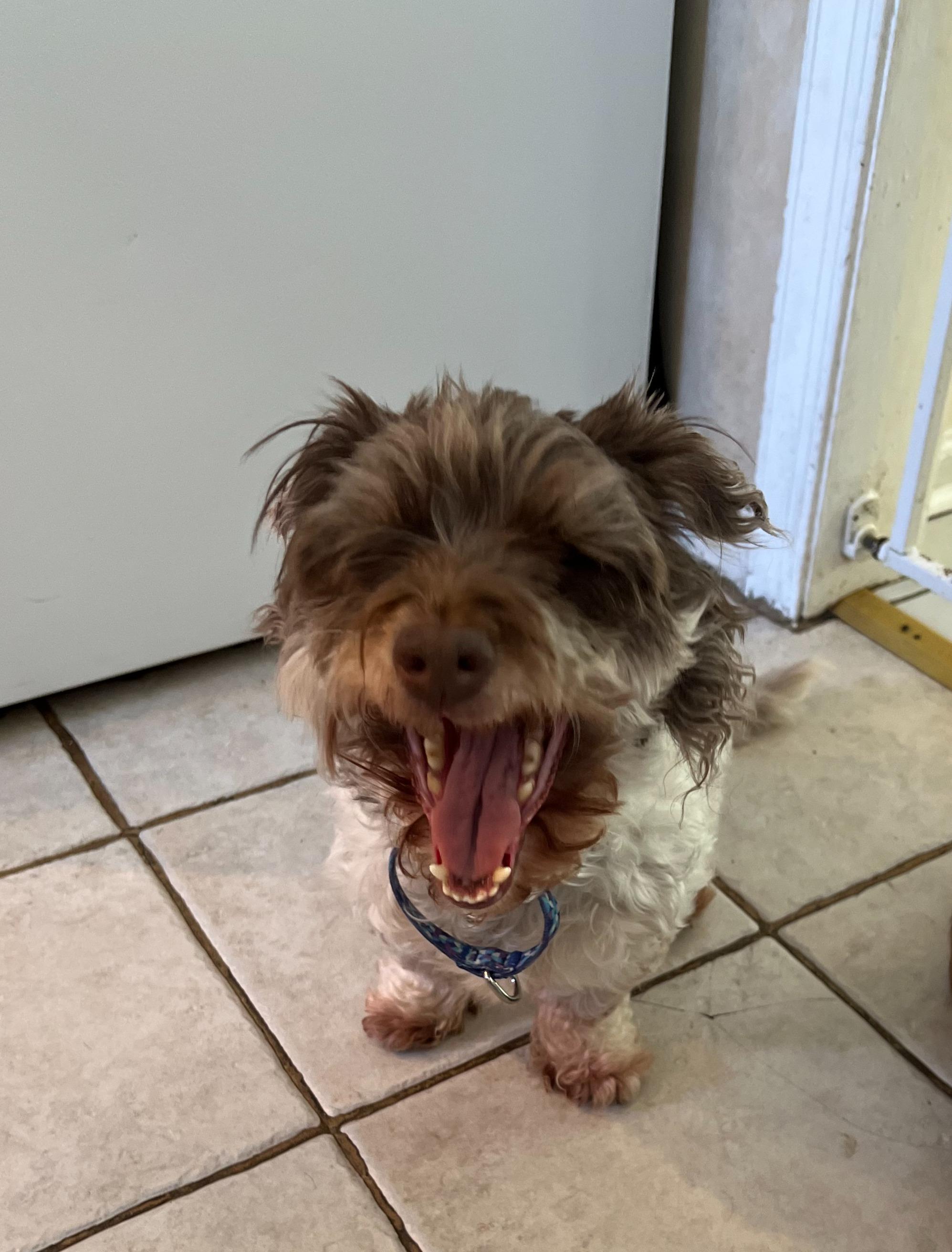 Enlarge Chico, a Adopted Miniature Schnauzer in Morrisville, PA image 2/2