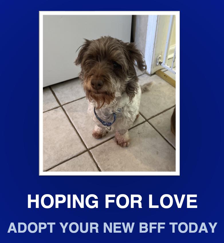 Chico, Adopted, Adult Male Miniature Schnauzer.