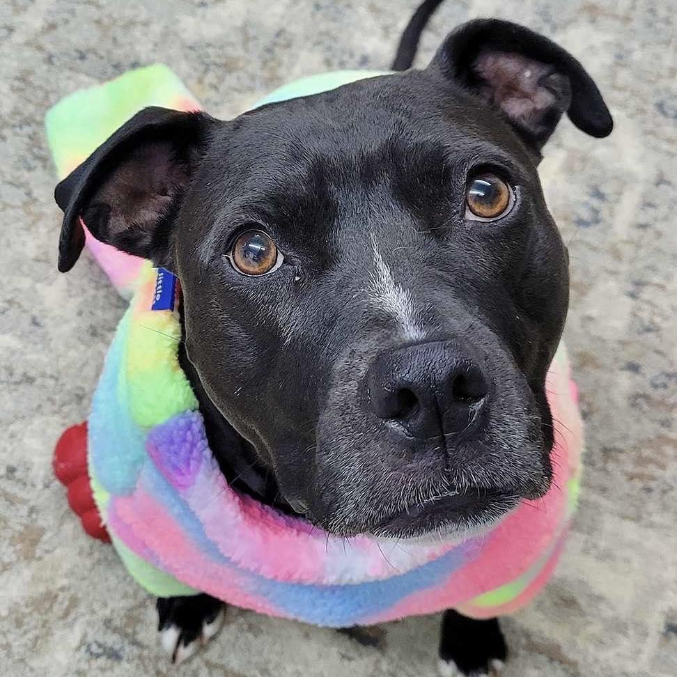 Enlarge Bella, a Adoptable mixed breed in farmingdale, NJ image 2/6