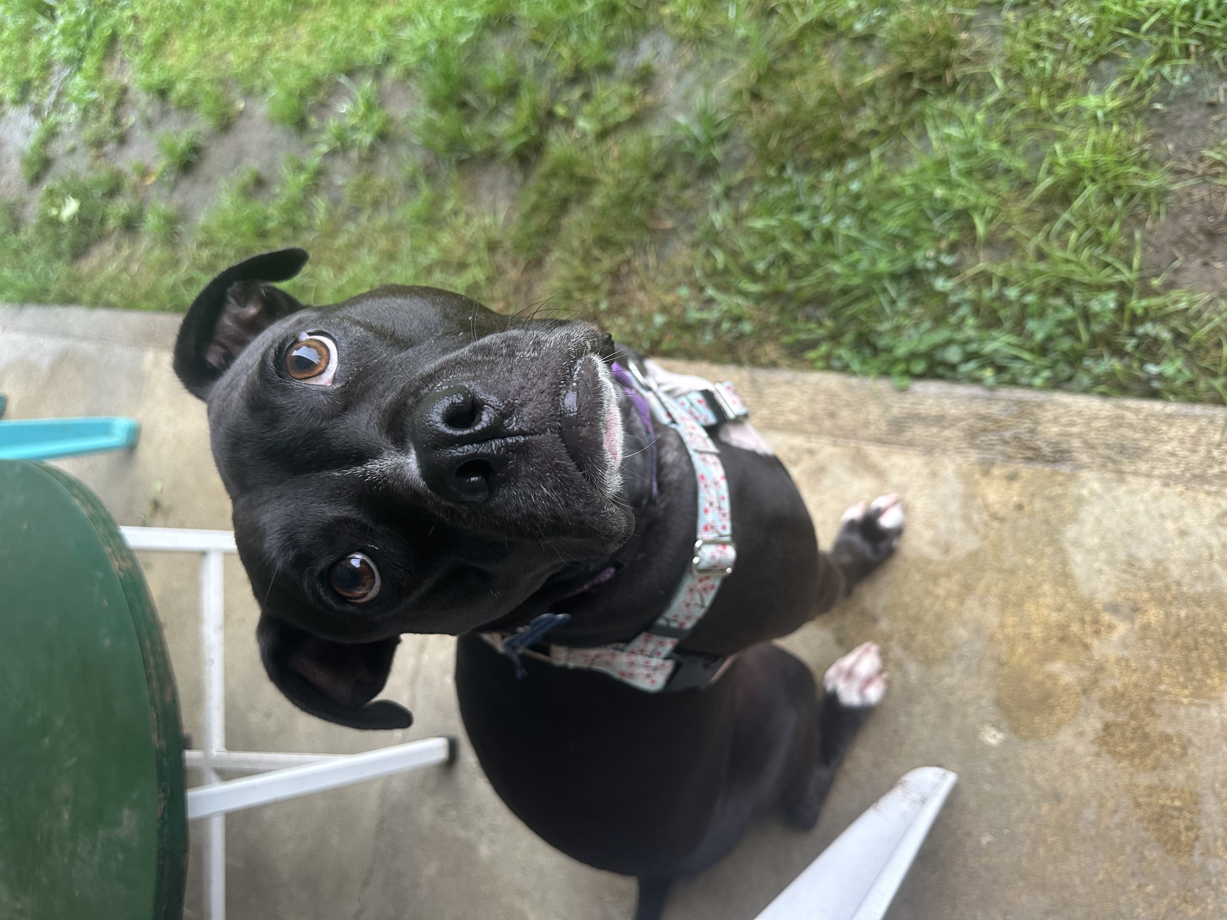 Enlarge Bella, a Adoptable mixed breed in farmingdale, NJ image 3/6