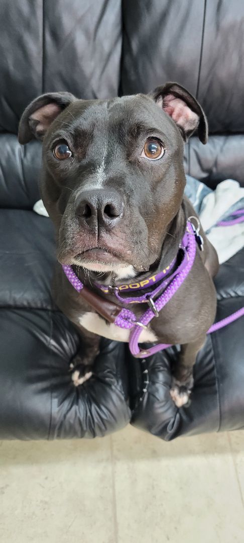 Enlarge Bella, a Adoptable mixed breed in farmingdale, NJ image 6/6