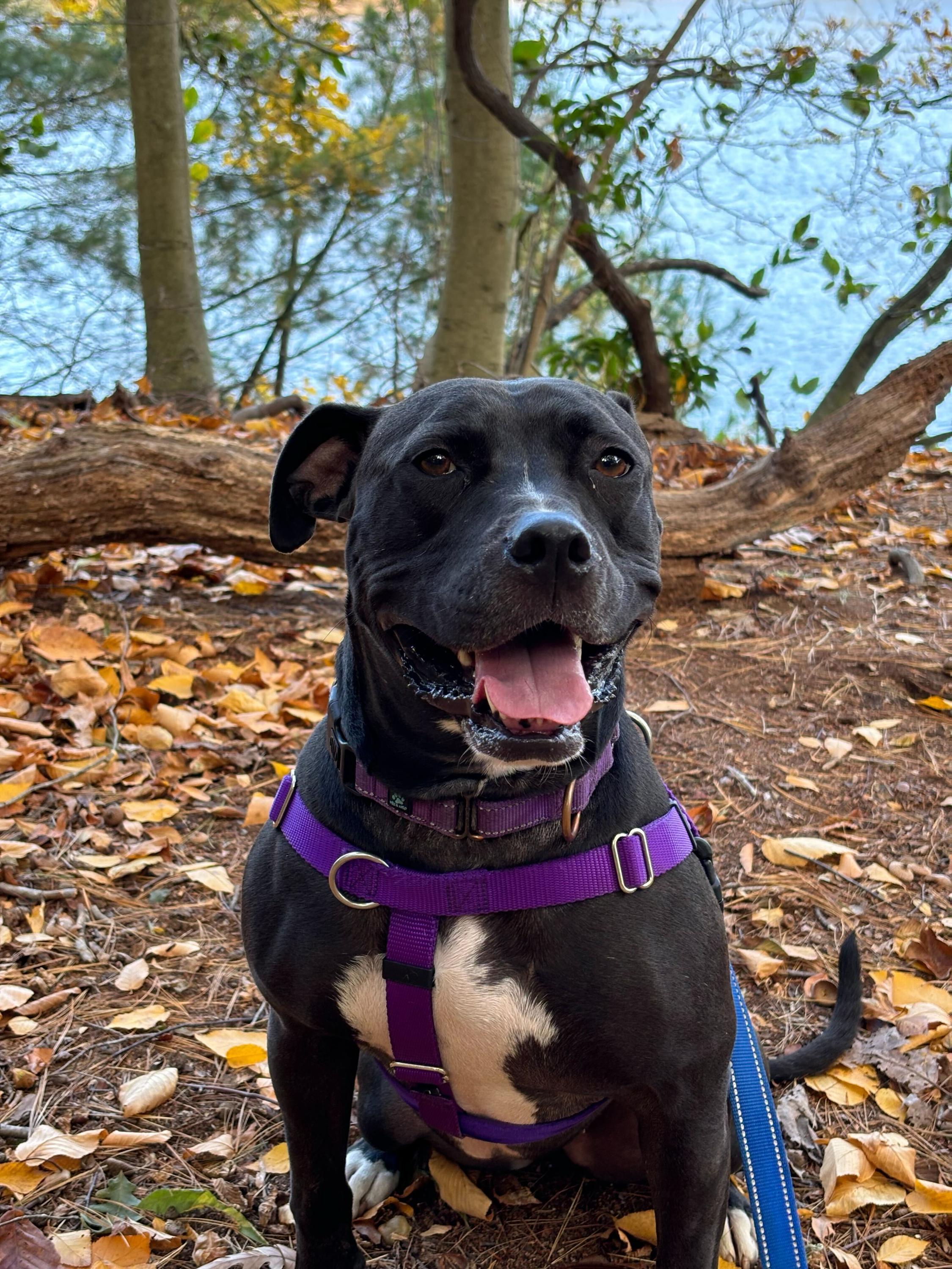 Enlarge Bella, a Adoptable mixed breed in farmingdale, NJ image 4/6