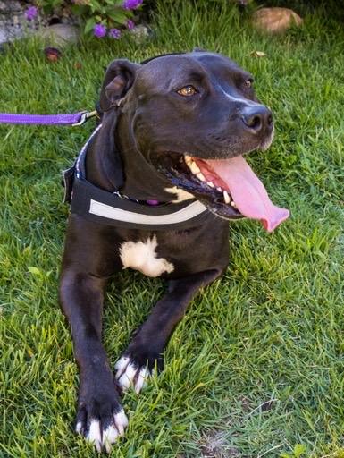 Enlarge Bella, a Adoptable mixed breed in farmingdale, NJ image 1/6