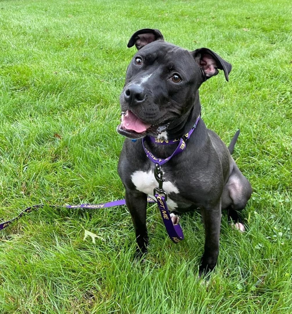 Enlarge Bella, a Adoptable mixed breed in farmingdale, NJ image 5/6