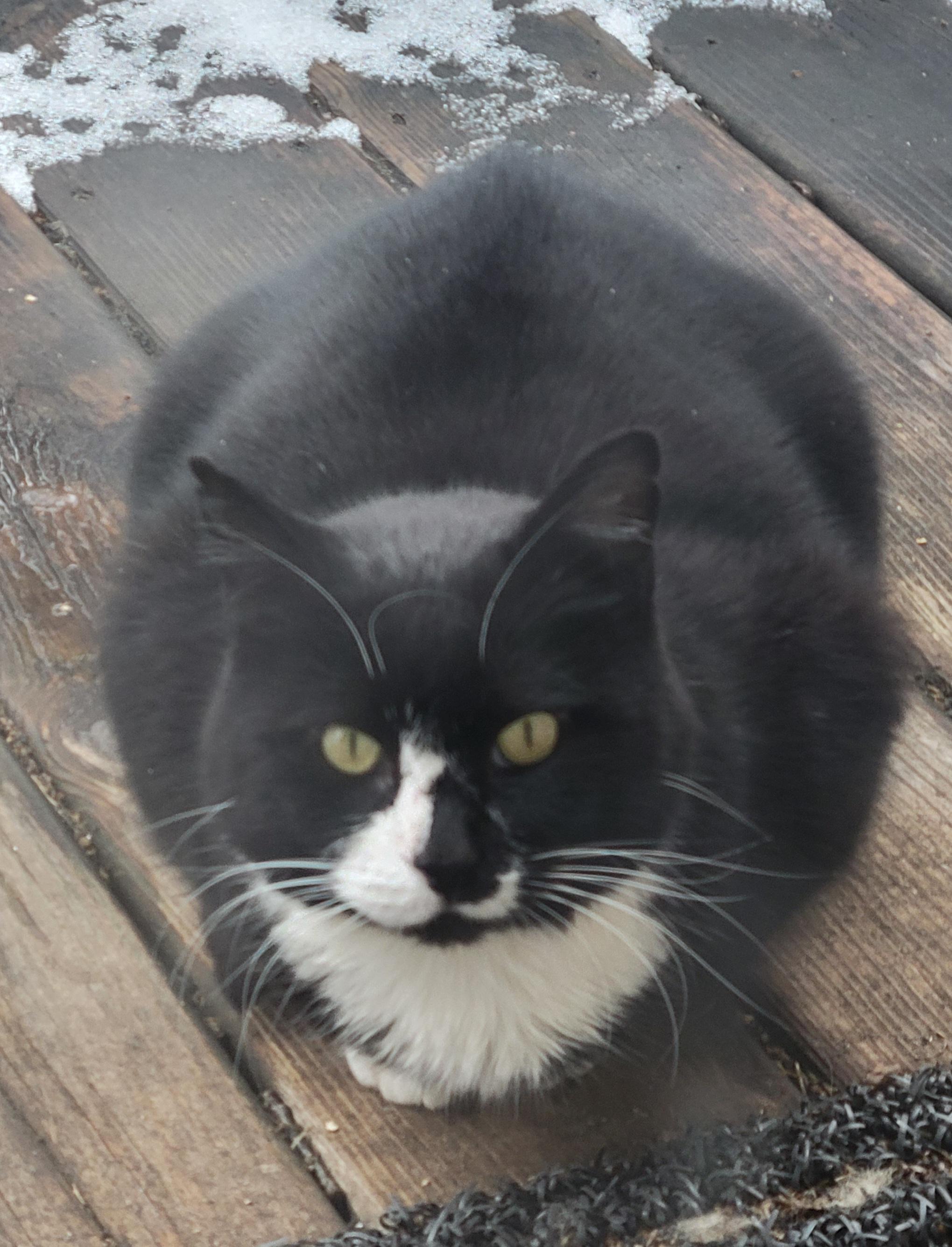 TOM TOM - in & out cat 2