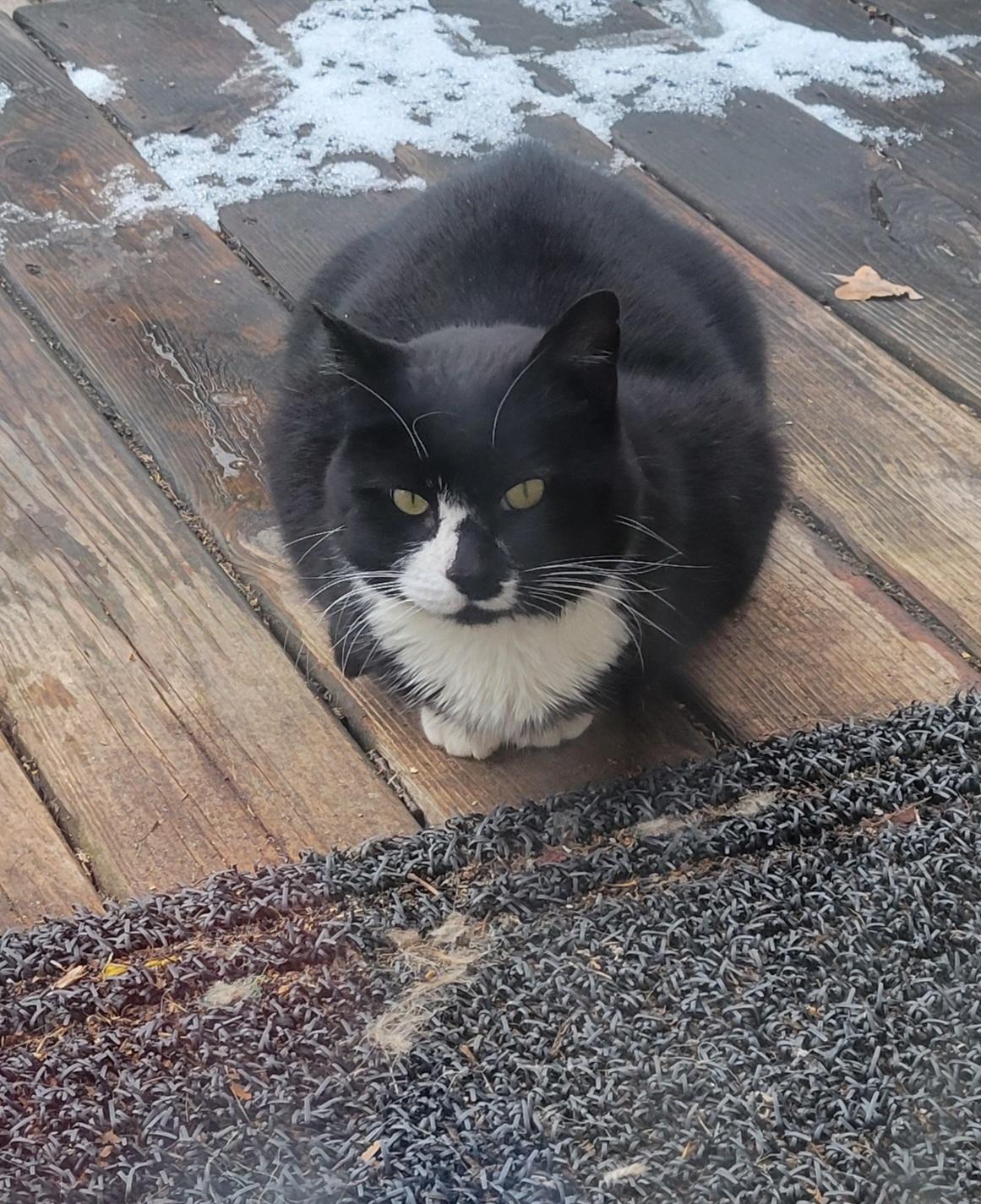 TOM TOM - in & out cat