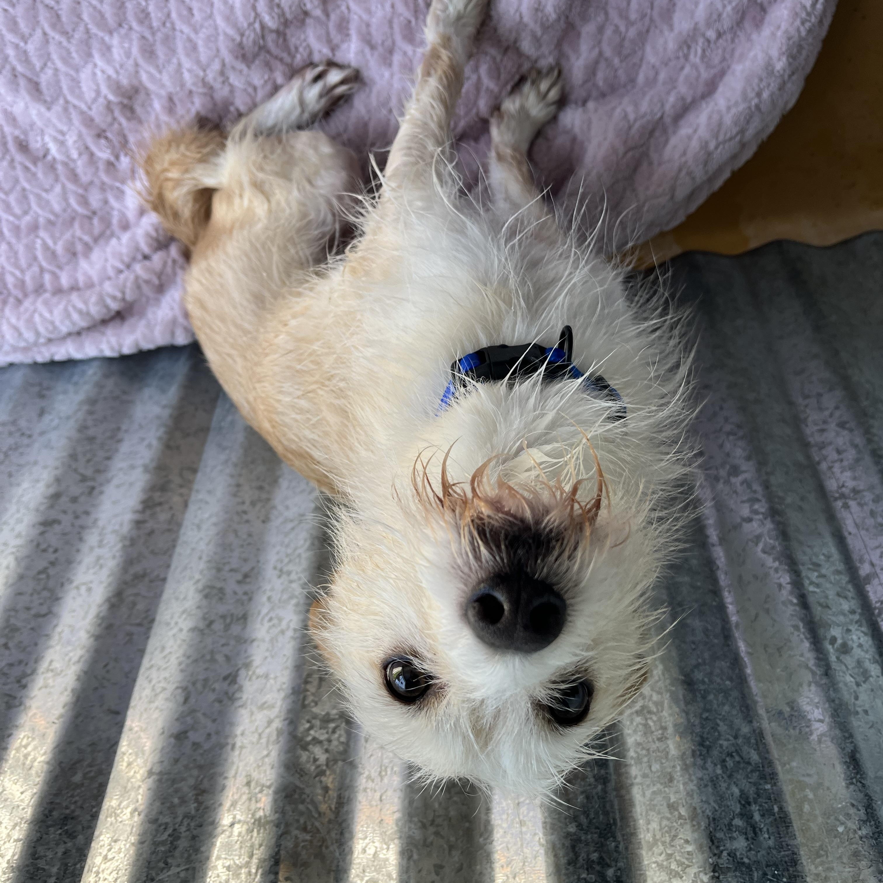 Nirvana, adopted, Adult Male Terrier.
