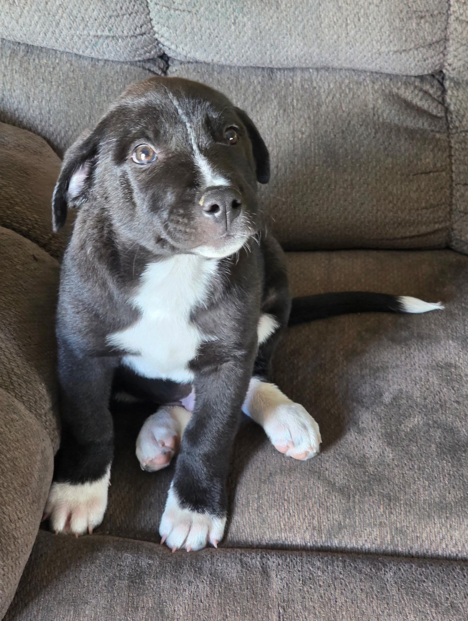 Enlarge Juniper, an adoptable mixed breed in Los Gatos, CA image 2/5