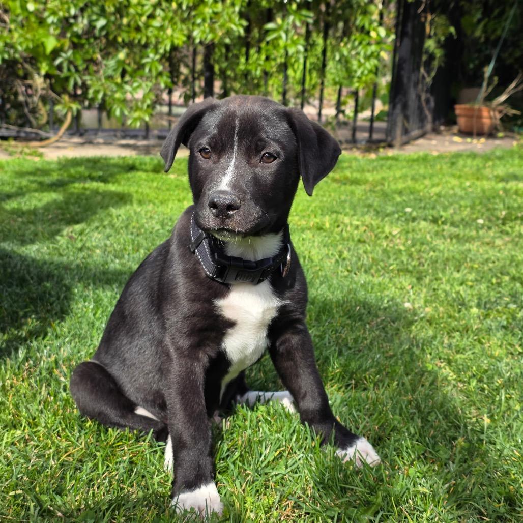 Juniper, adoptable, Puppy Male Black Labrador Retriever & Shepherd.
