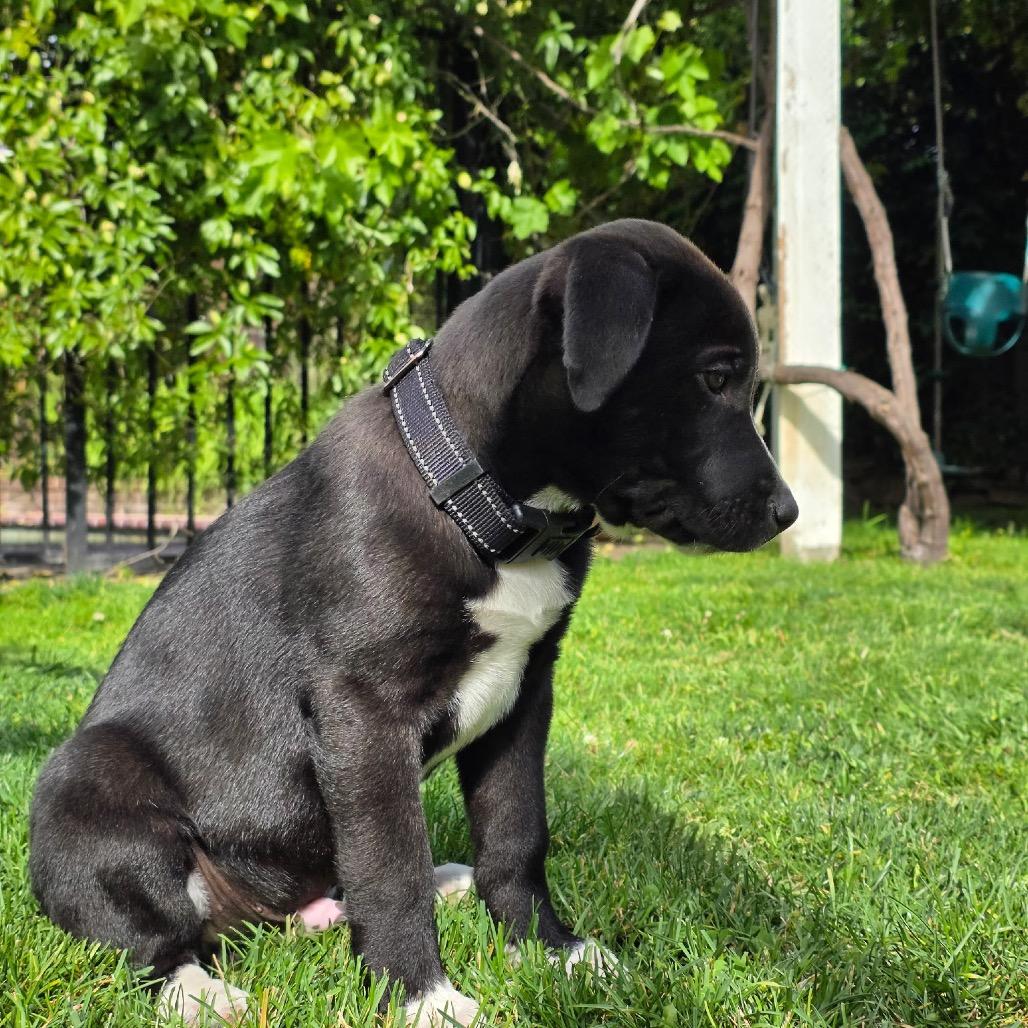 Enlarge Juniper, an adoptable mixed breed in Los Gatos, CA image 4/5