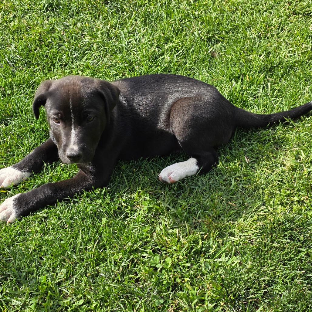 Enlarge Juniper, an adoptable mixed breed in Los Gatos, CA image 3/5