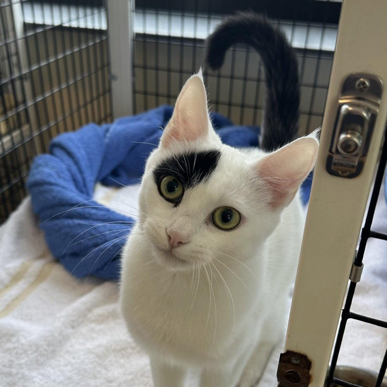 Luna, a Adopted Domestic Short Hair in Burlingame, CA image 1/3