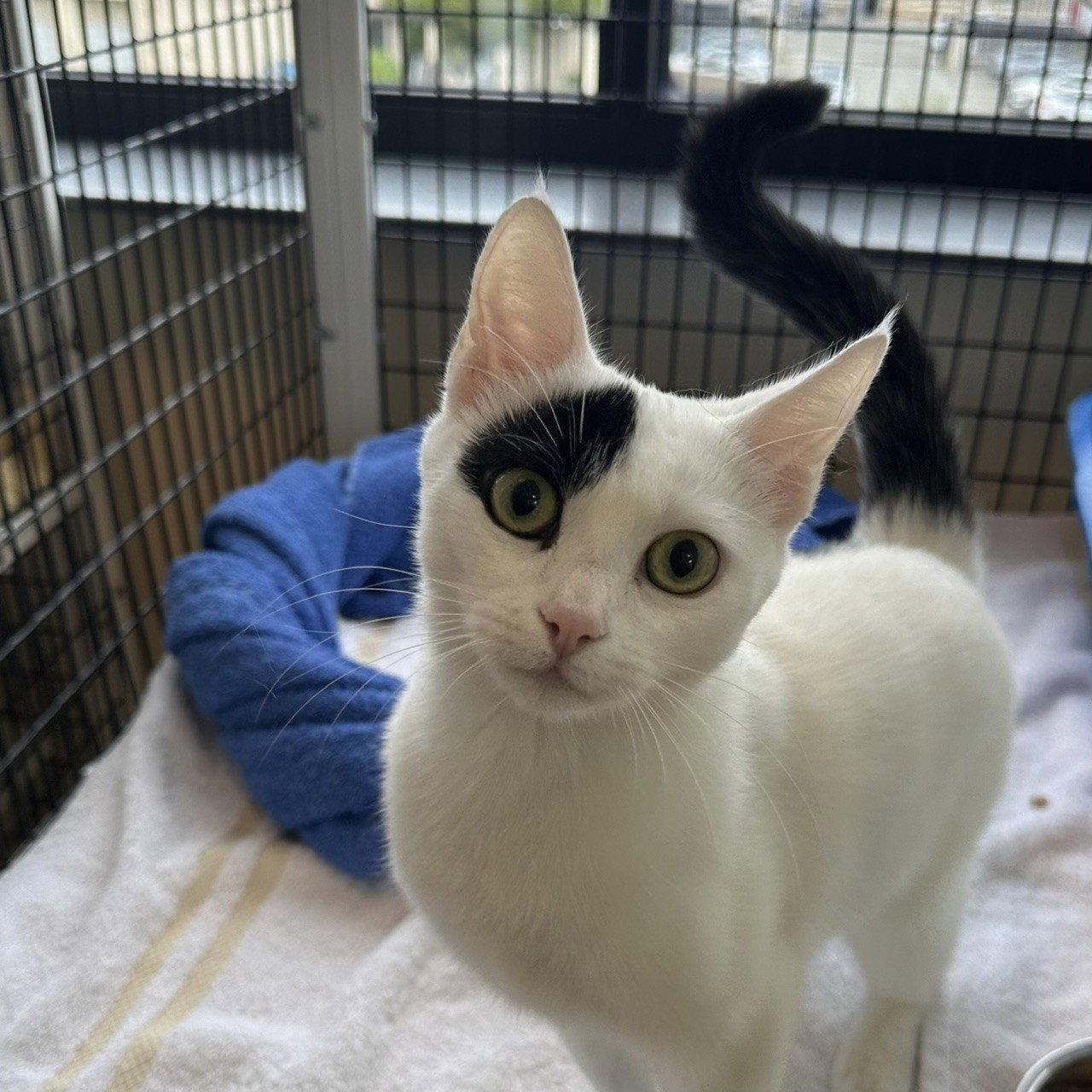 Luna, a Adopted Domestic Short Hair in Burlingame, CA image 2/3
