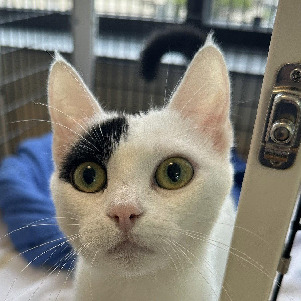 Luna, a Adopted Domestic Short Hair in Burlingame, CA image 3/3