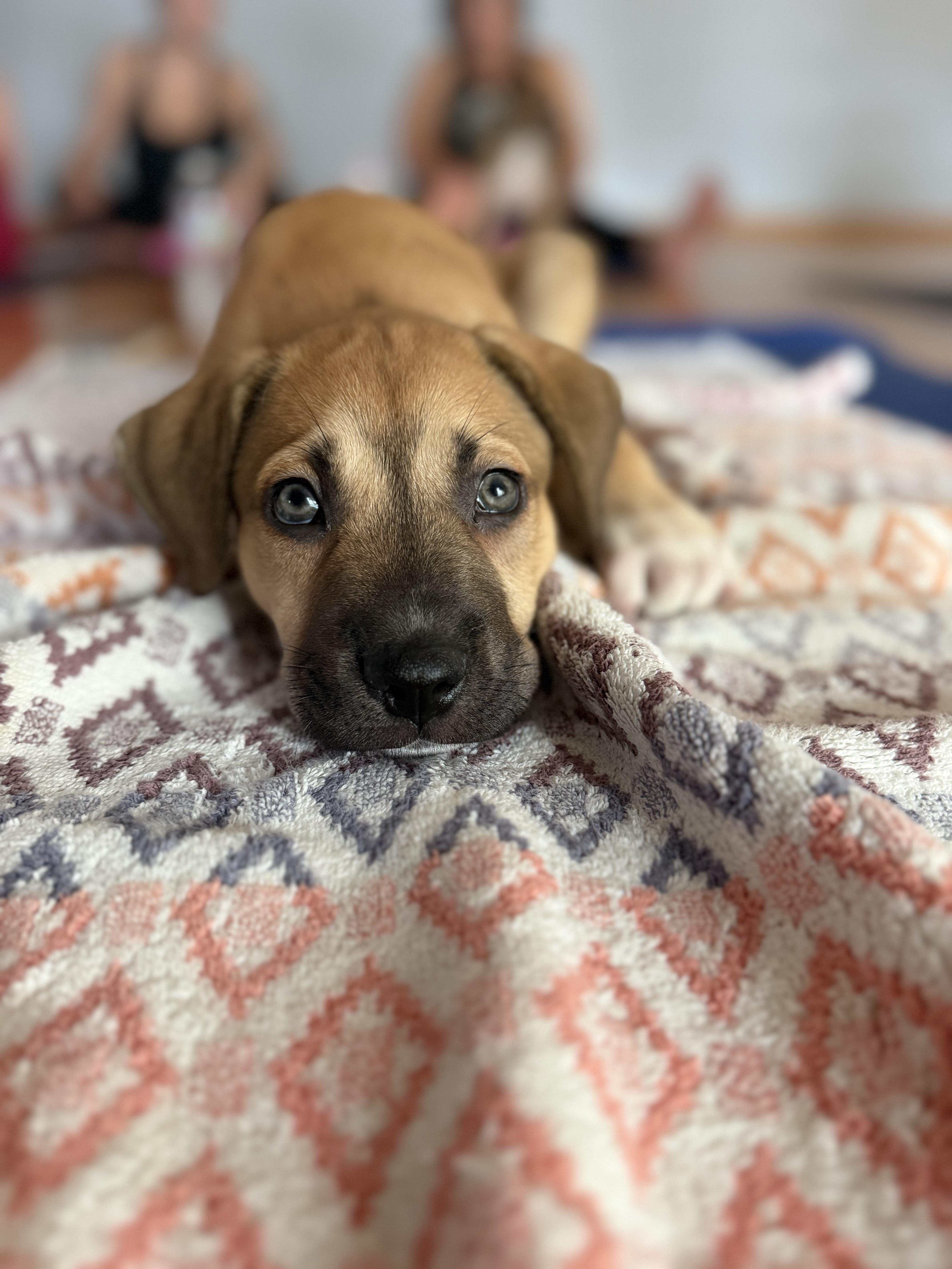 Hopscotch, Adopted, Puppy Male Labrador Retriever & Shepherd.