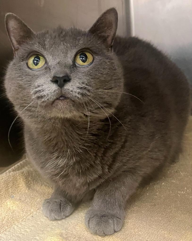 Enlarge Mrs. Gray, a Adoptable mixed breed in Lima, OH image 1/1