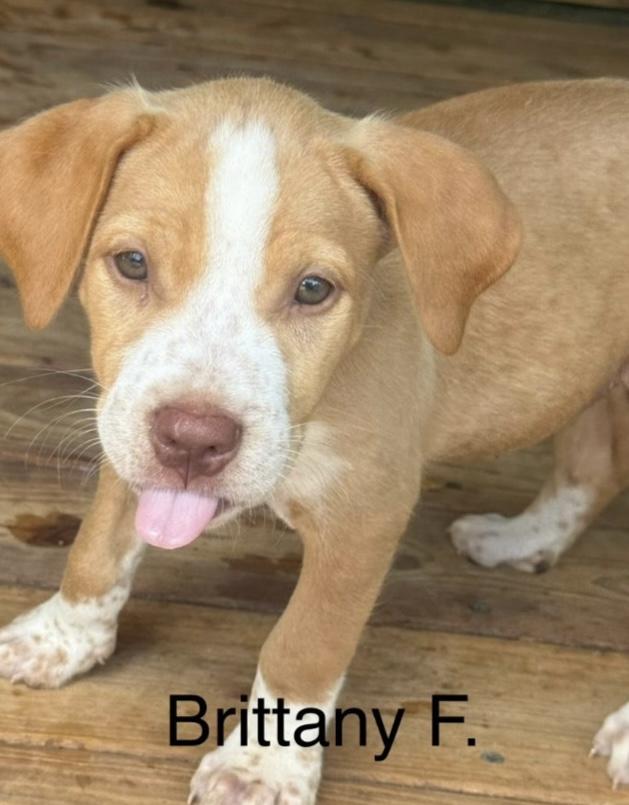 Brittany, adopted, Puppy Female Labrador Retriever & Mixed Breed.
