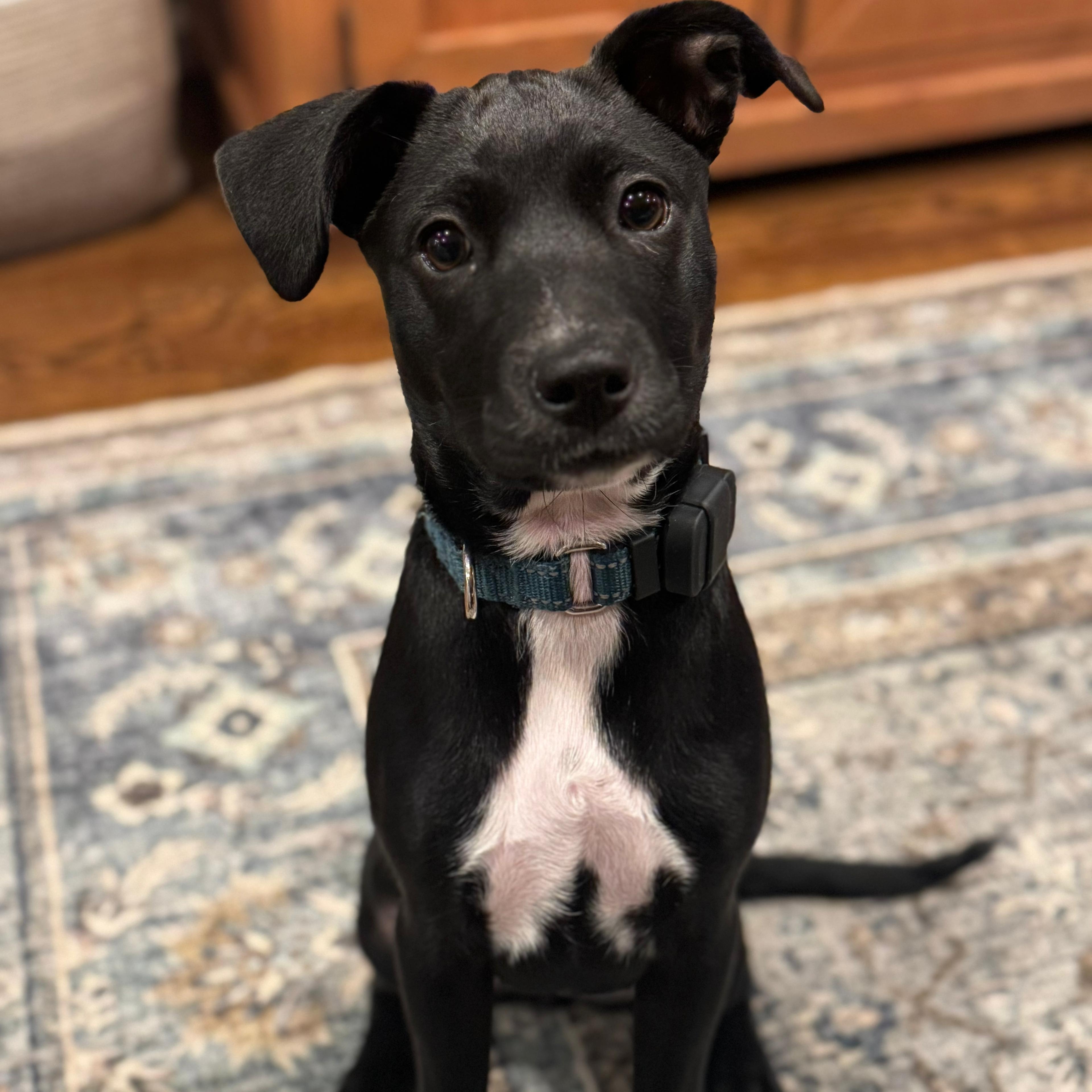 Enlarge Astrid, a Adoptable mixed breed in Baldwin, MD image 3/6