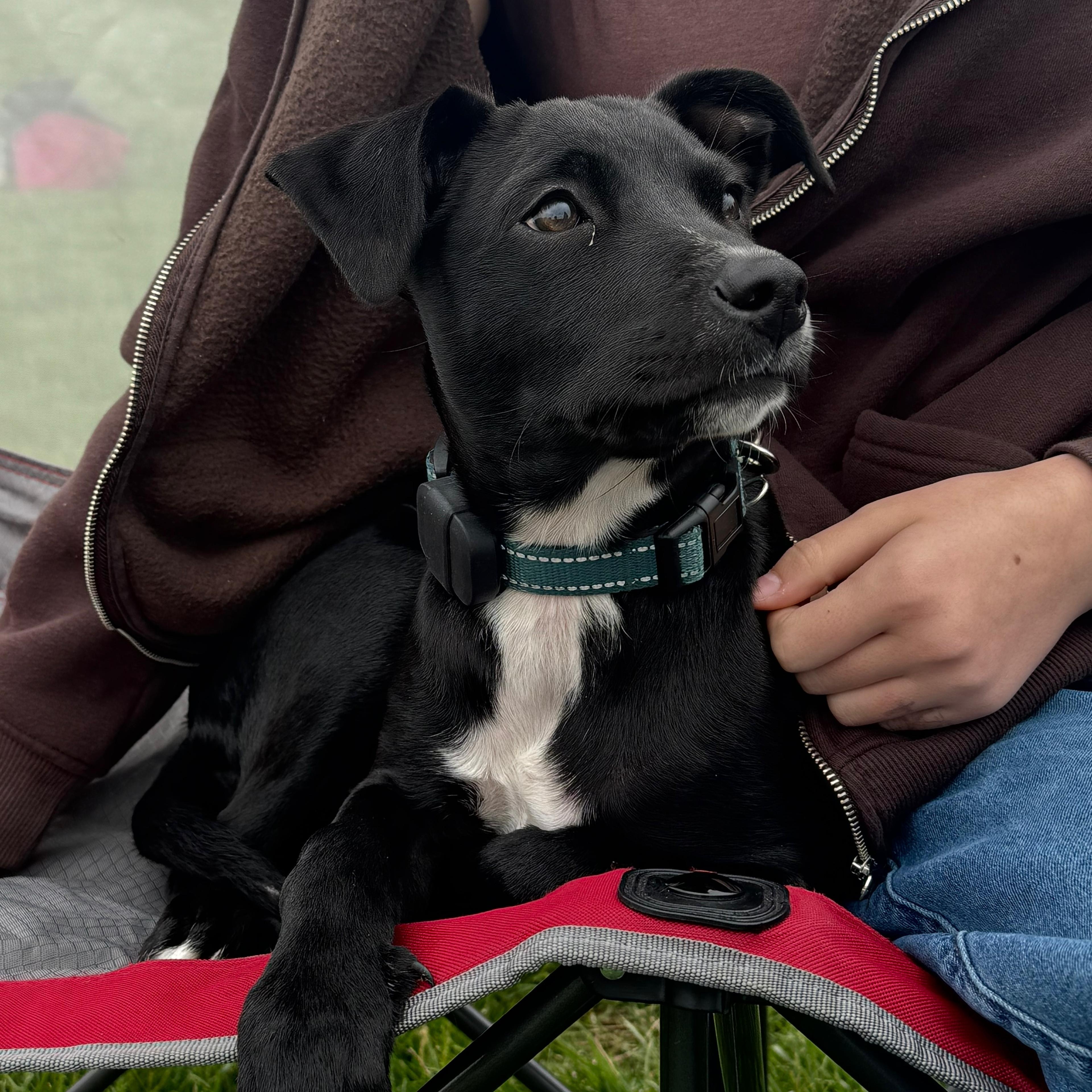 Astrid, Adoptable, Puppy Female Mixed Breed & Terrier.