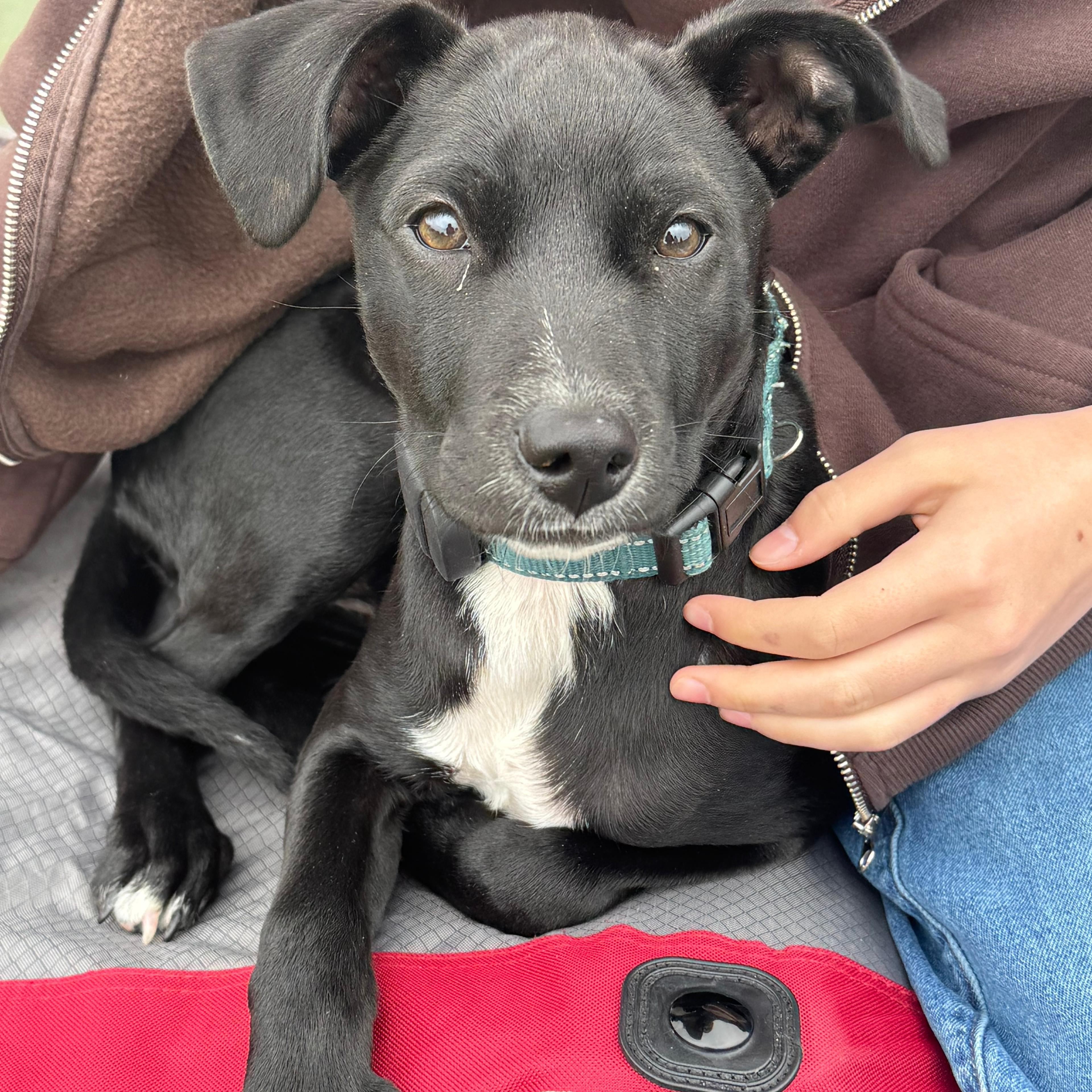 Enlarge Astrid, a Adoptable mixed breed in Baldwin, MD image 6/6