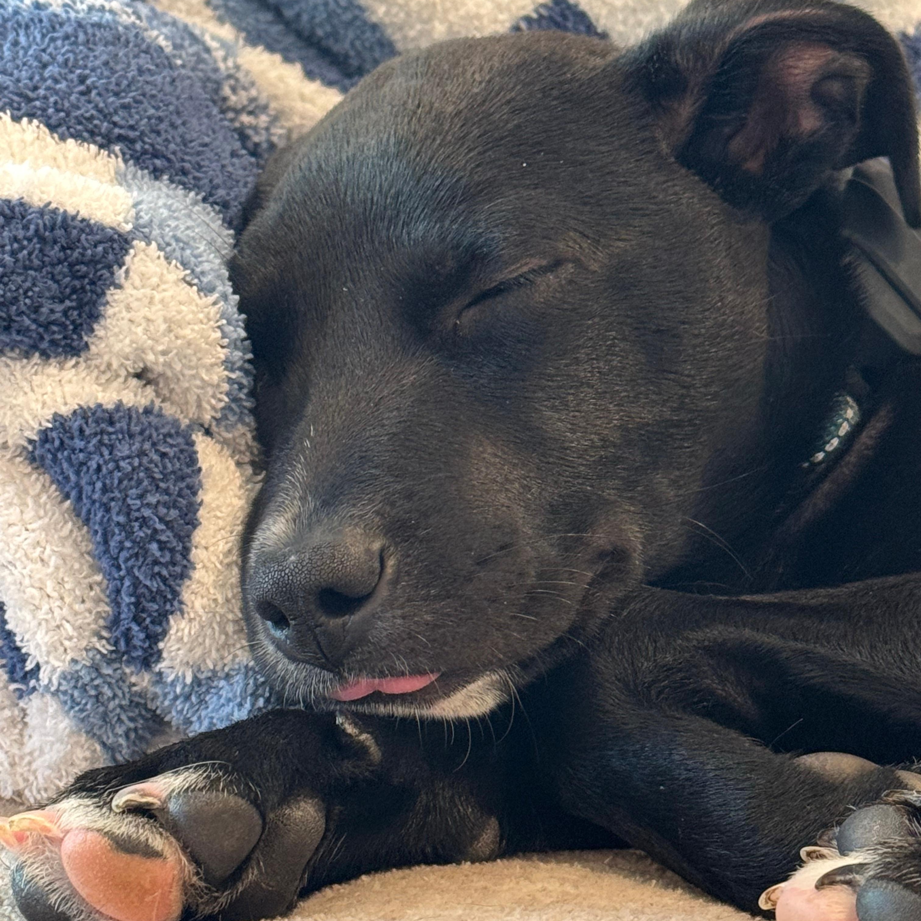 Enlarge Astrid, a Adoptable mixed breed in Baldwin, MD image 5/6