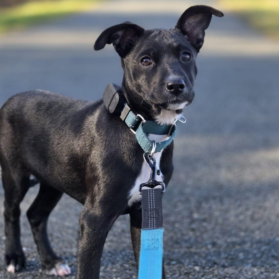 Enlarge Astrid, a Adoptable mixed breed in Baldwin, MD image 4/6