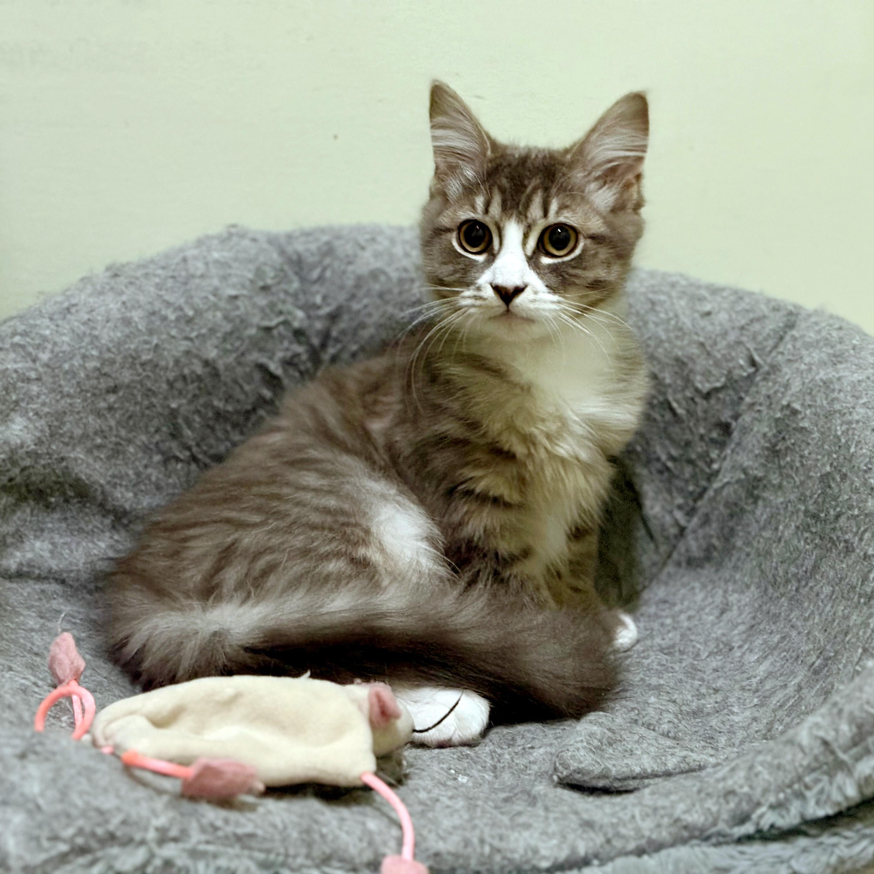 Zaborra, an adopted Domestic Medium Hair in Apex, NC image 2/4