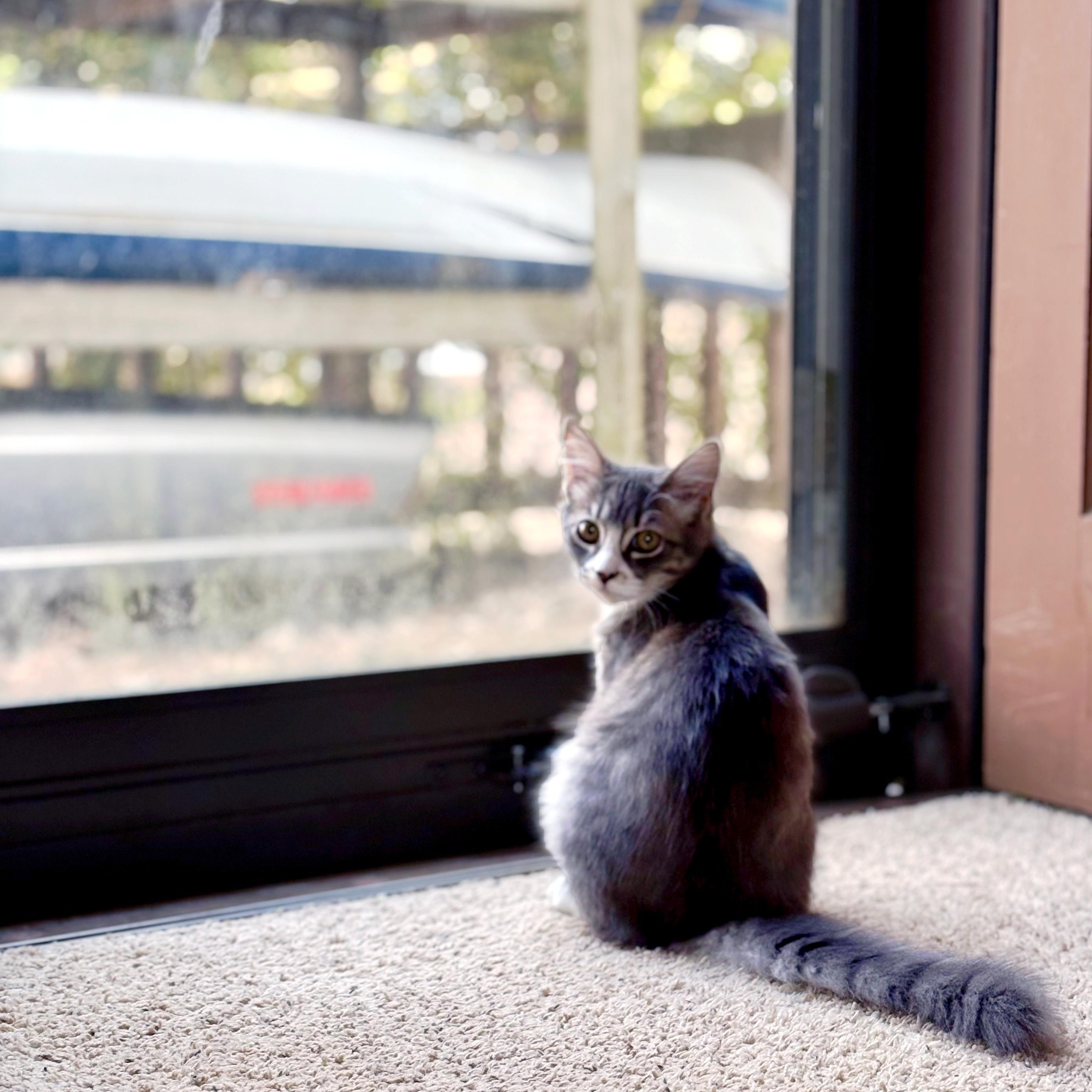 Zaborra, an adopted Domestic Medium Hair in Apex, NC image 3/4