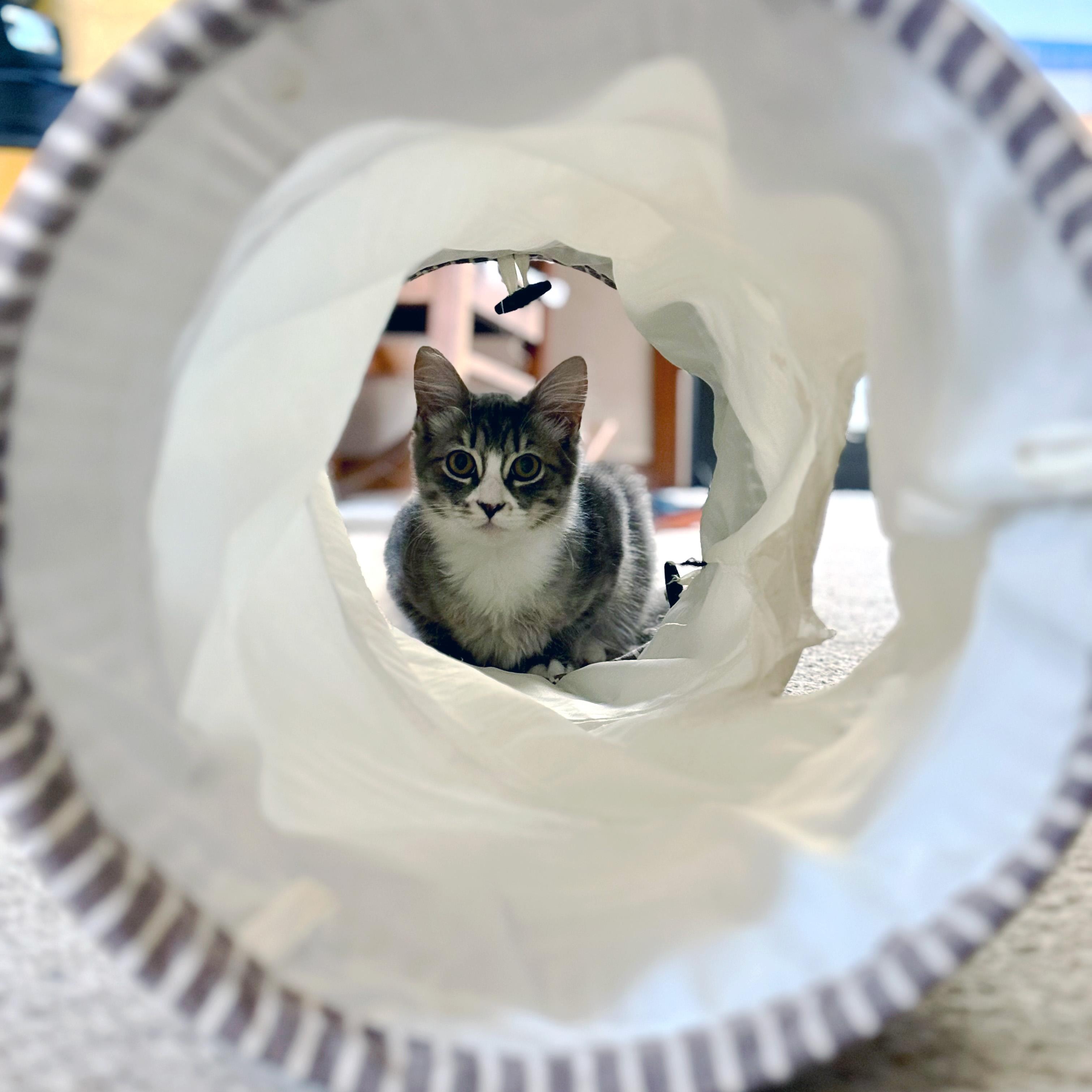 Zaborra, an adopted Domestic Medium Hair in Apex, NC image 4/4