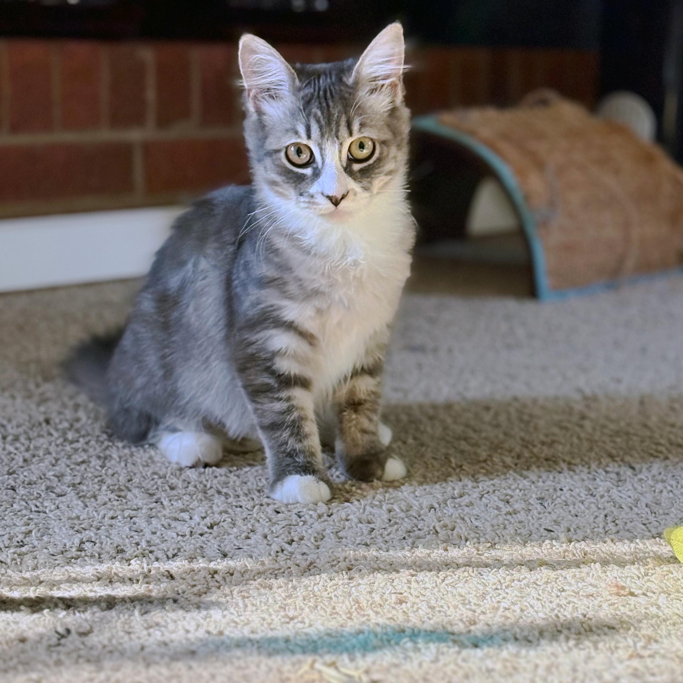 Zaborra, adopted, Young Female Domestic Medium Hair.