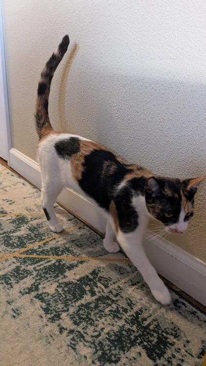 Enlarge Nutmeg, a Adoptable mixed breed in Hillsboro, OR image 1/3