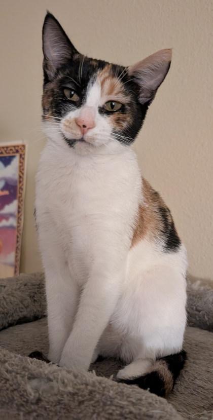 Enlarge Nutmeg, a Adoptable mixed breed in Hillsboro, OR image 2/3