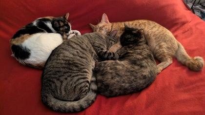 Enlarge Nutmeg, a Adoptable mixed breed in Hillsboro, OR image 3/3